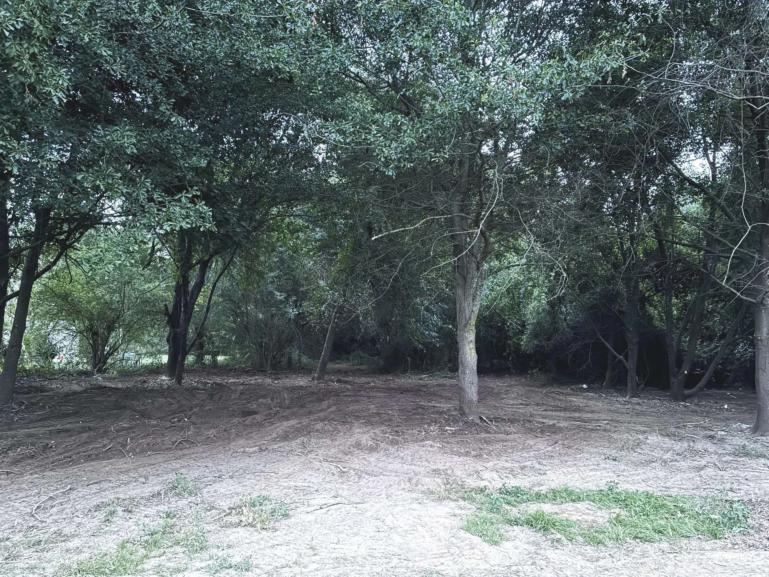 A row of trees in a wooded area with a dirt and grass foreground.