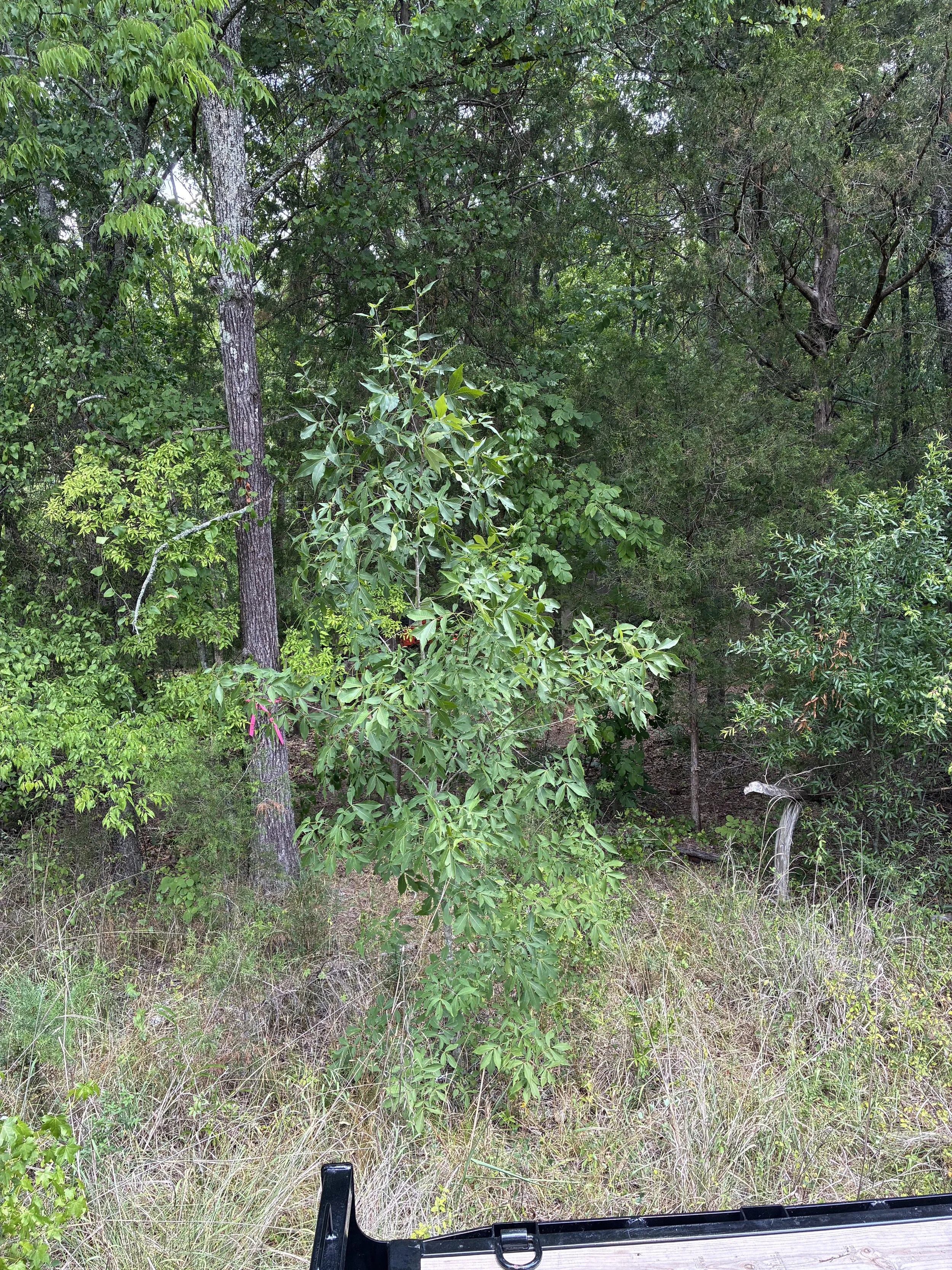 View of a forest with tall trees, green leaves, and dense foliage, seen from a low vantage point.