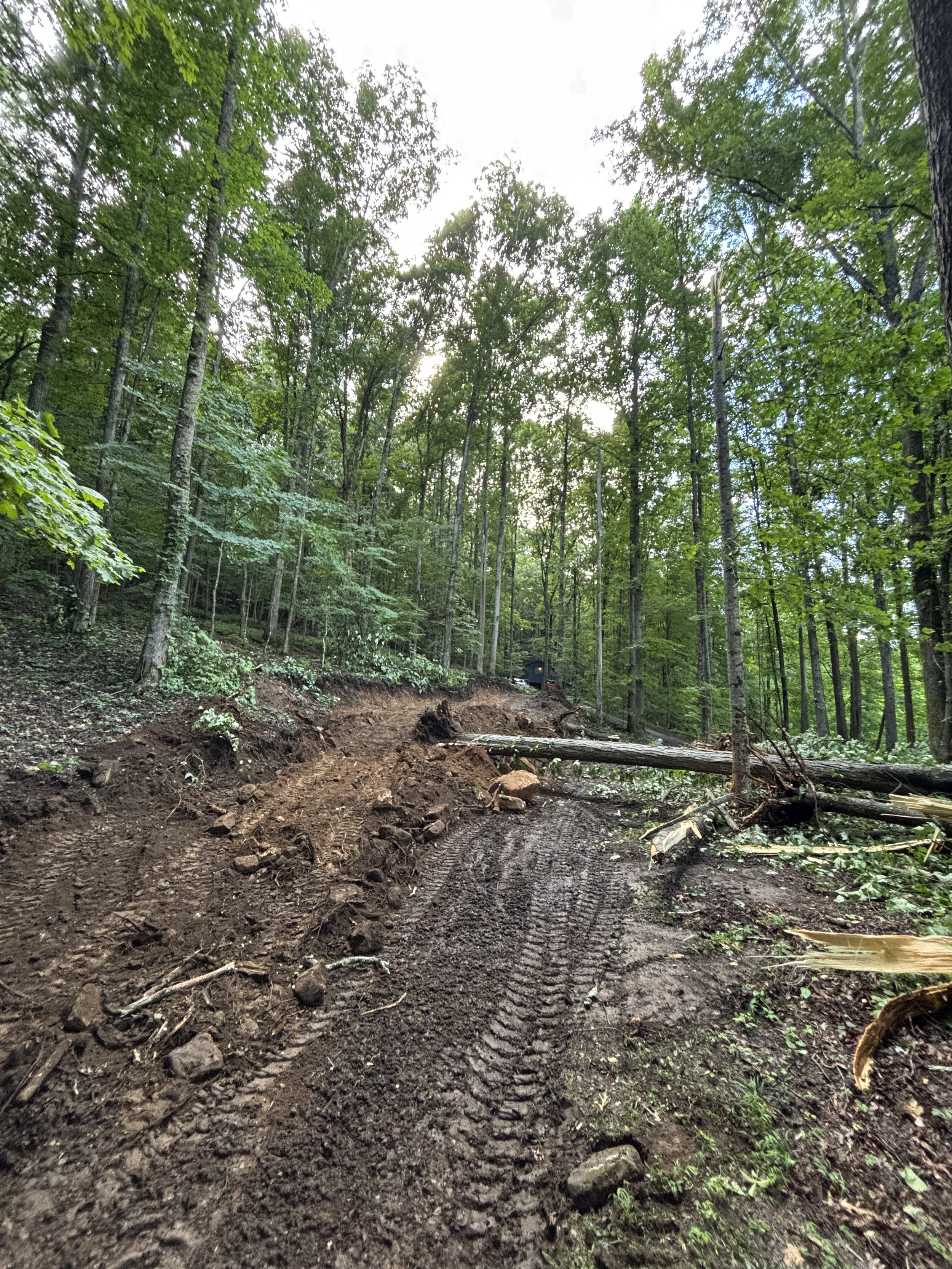 A forest with a dirt trail running through it, scattered with fallen branches and trees, surrounded by tall green trees under a partly cloudy sky.
