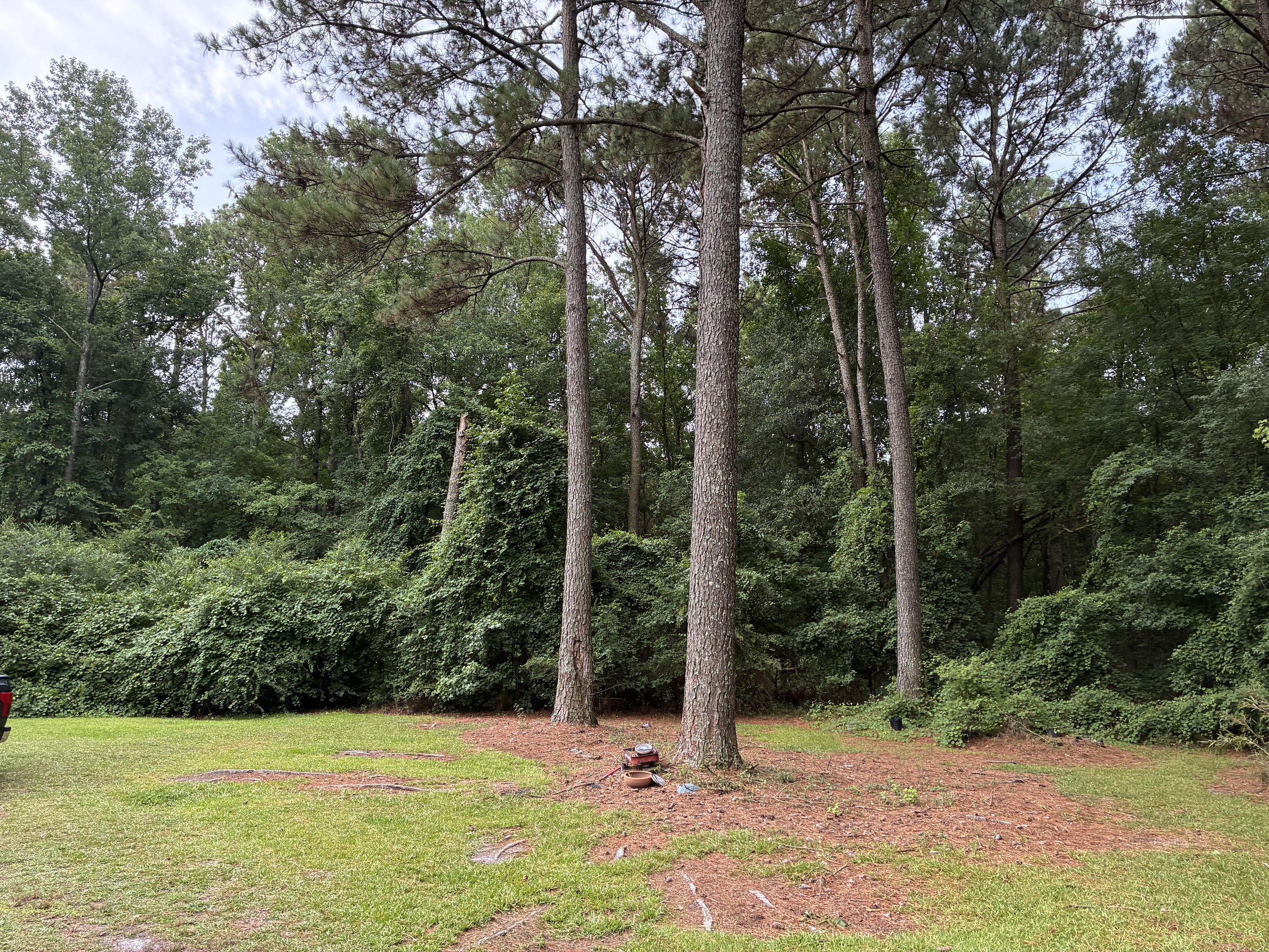 View of a wooded area with tall pine trees, dense green foliage, and a grassy clearing in the foreground.