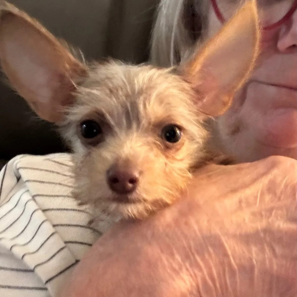 Something special has come into my life and let me tell you this little ball of love is pretty darn sweet. Meet my best little bud that was adopted Monday. We&rsquo;re still figuring things out and getting a routine. Today we&rsquo;re headed to a pet
