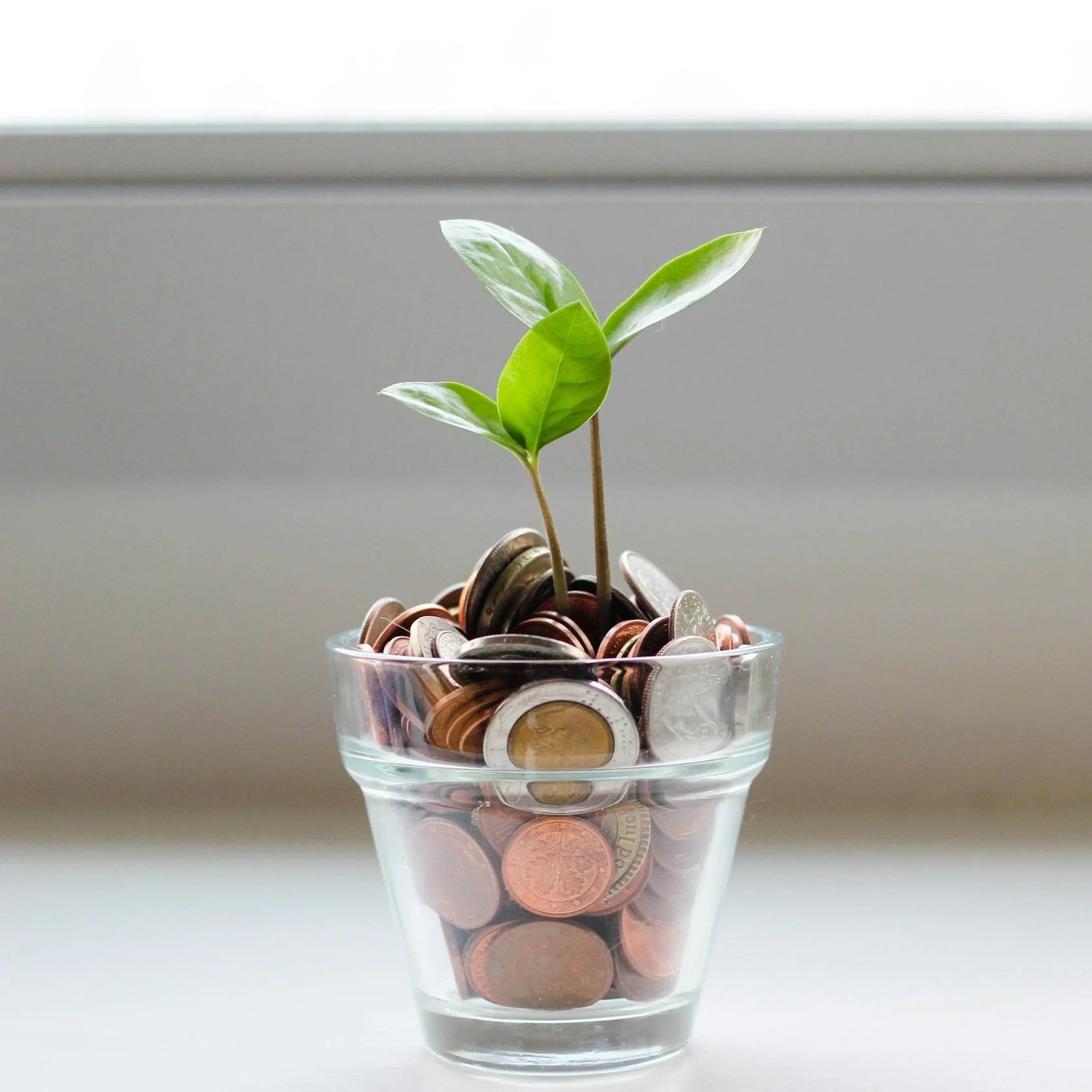 Small plant with green leaves growing from a transparent glass filled with various coins.