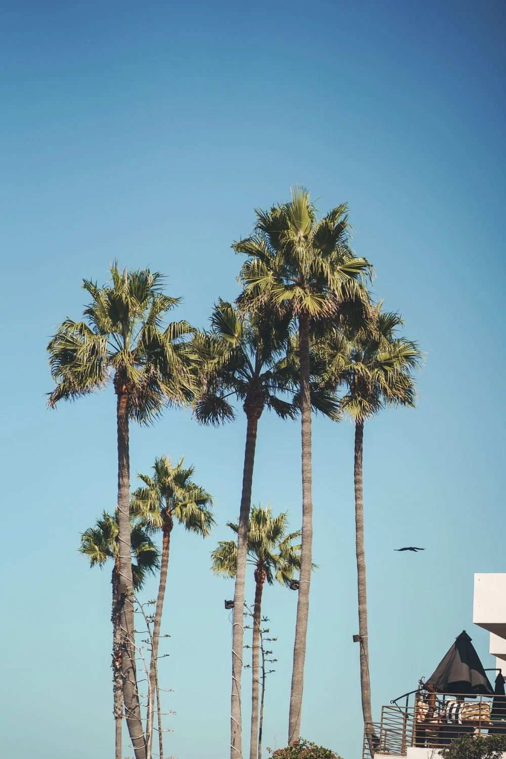 Tall palm trees against a clear blue sky with a bird flying nearby and a building with outdoor seating and umbrellas at the bottom right.