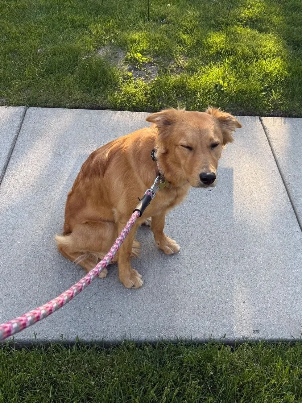 Dolly Parton, a Golden Retriever mix