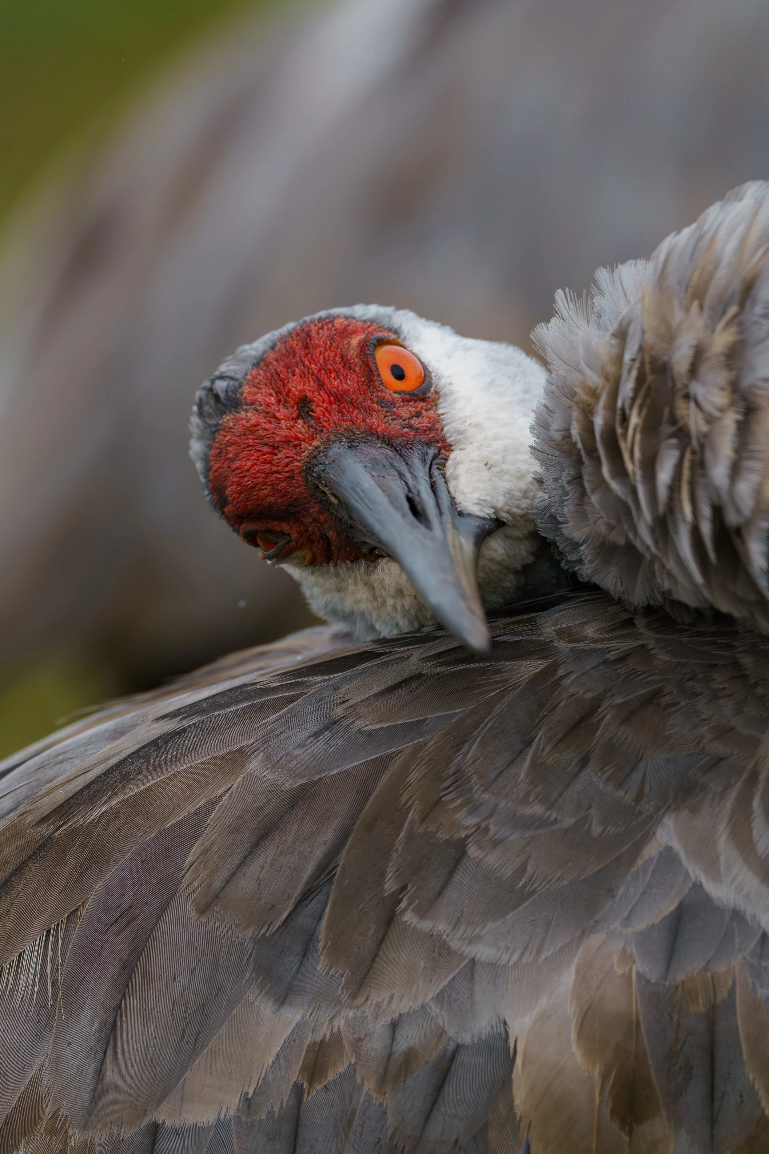 Close-up of a bird's head and wing, showing bright red face, orange eye, and detailed gray feathers.