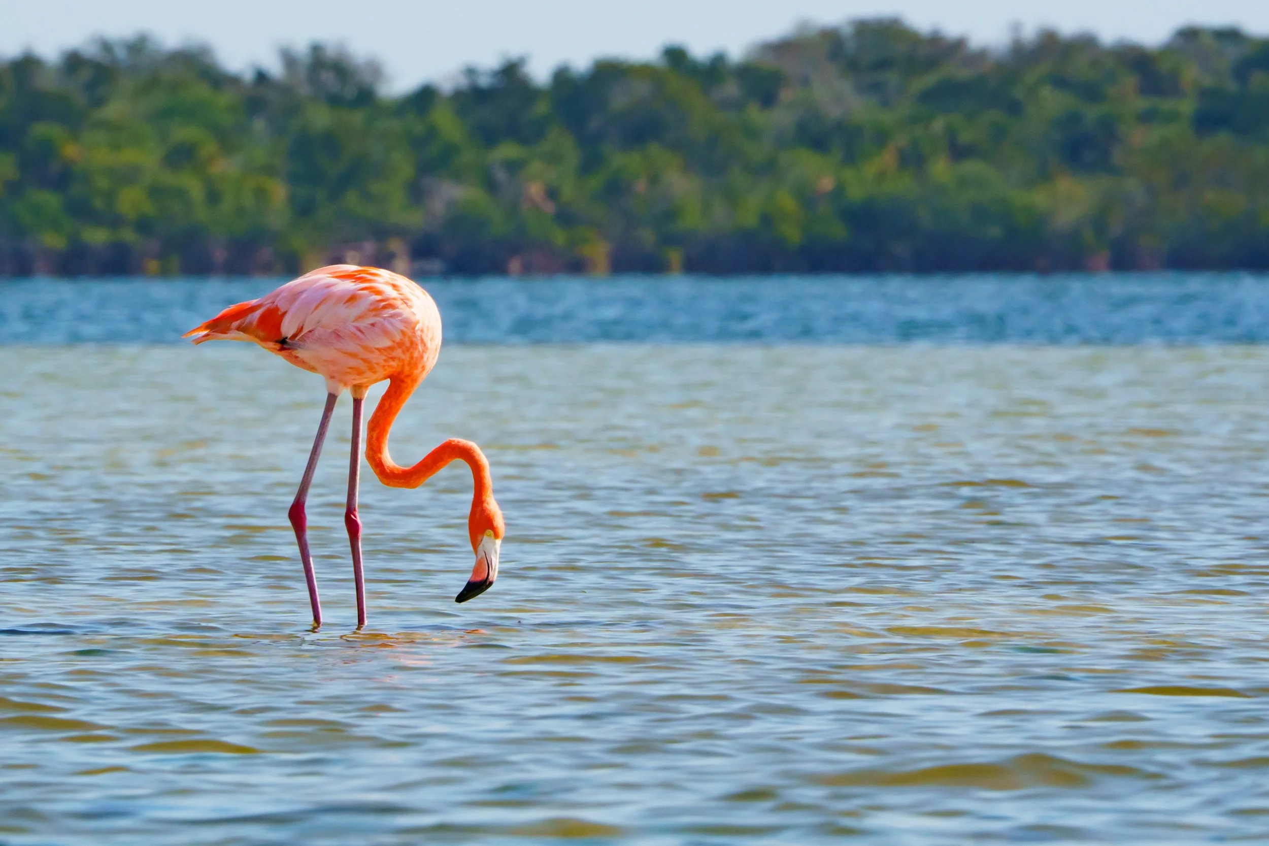 Pink flamingo standing in shallow water near a forested shoreline