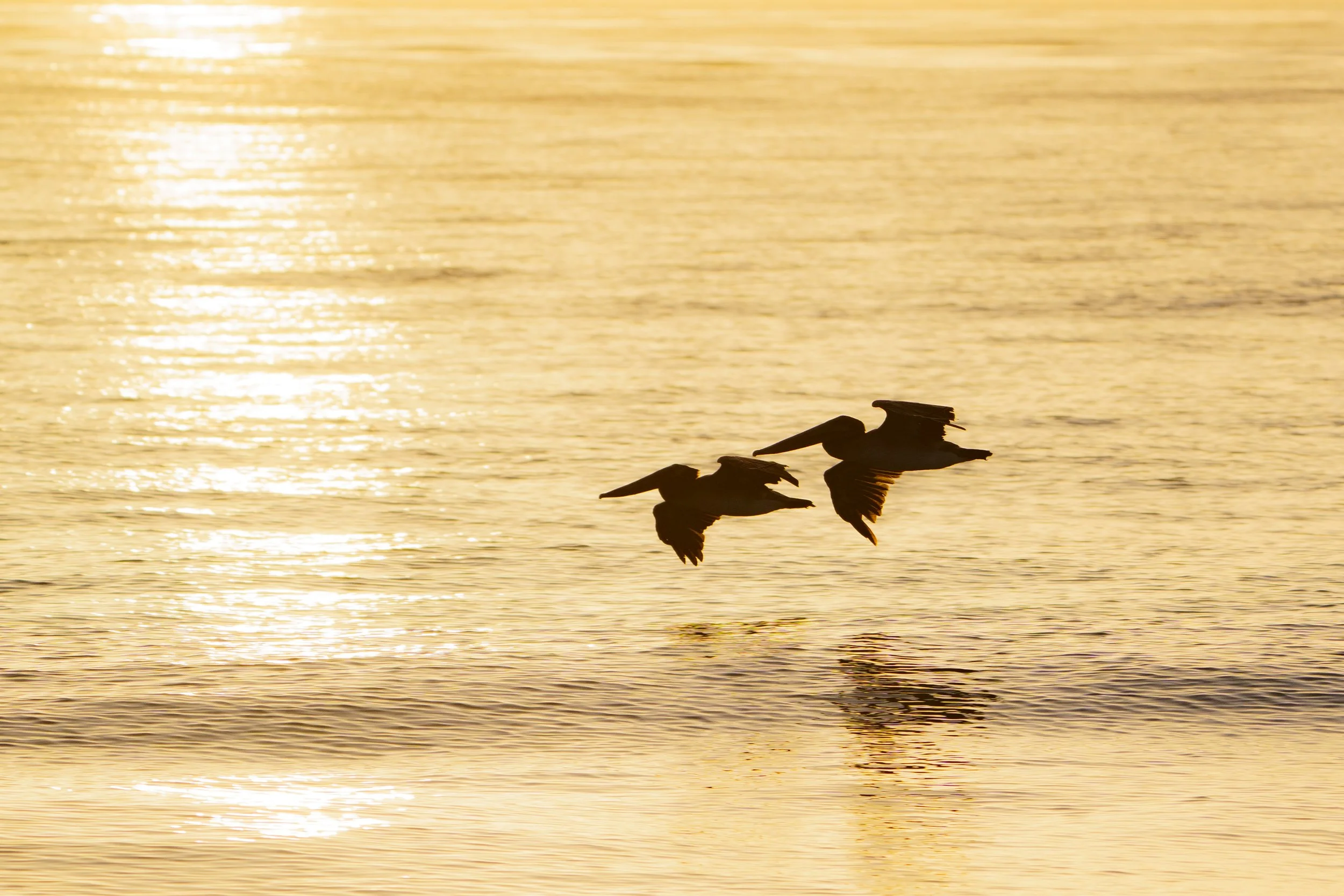 Silhouettes of two ducks flying over a body of water during sunset or sunrise, with the water reflecting the golden sky.