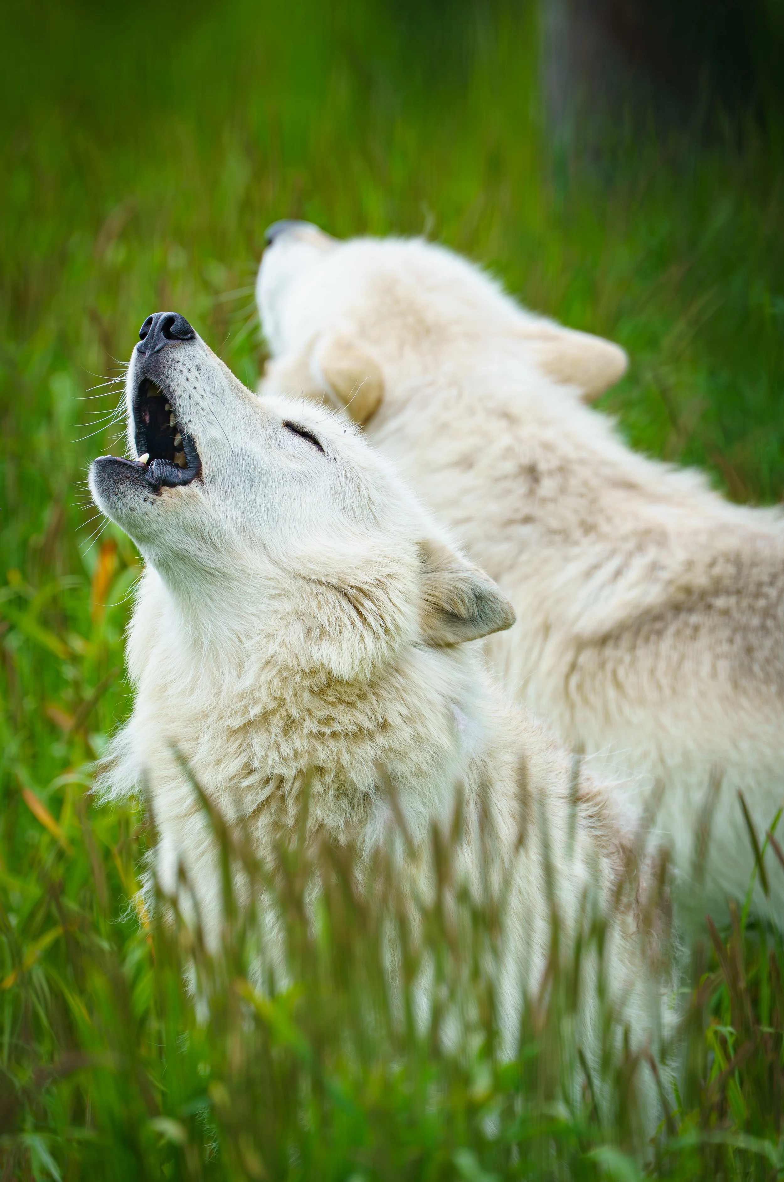 Two white wolves lying in tall green grass, one yawning with eyes closed.