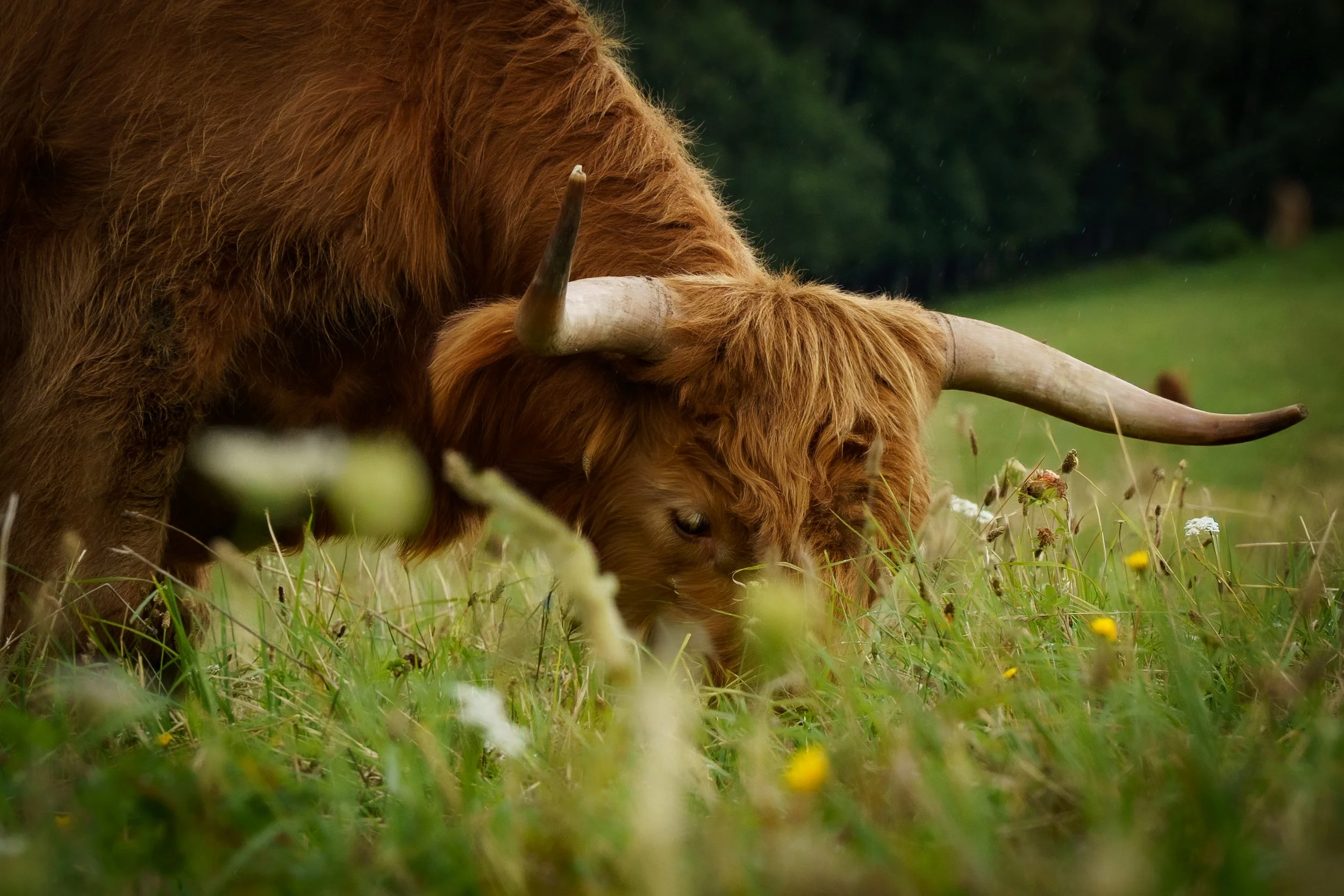 A Highland cow with long reddish hair and large curved horns grazing in a green field with yellow and white wildflowers.