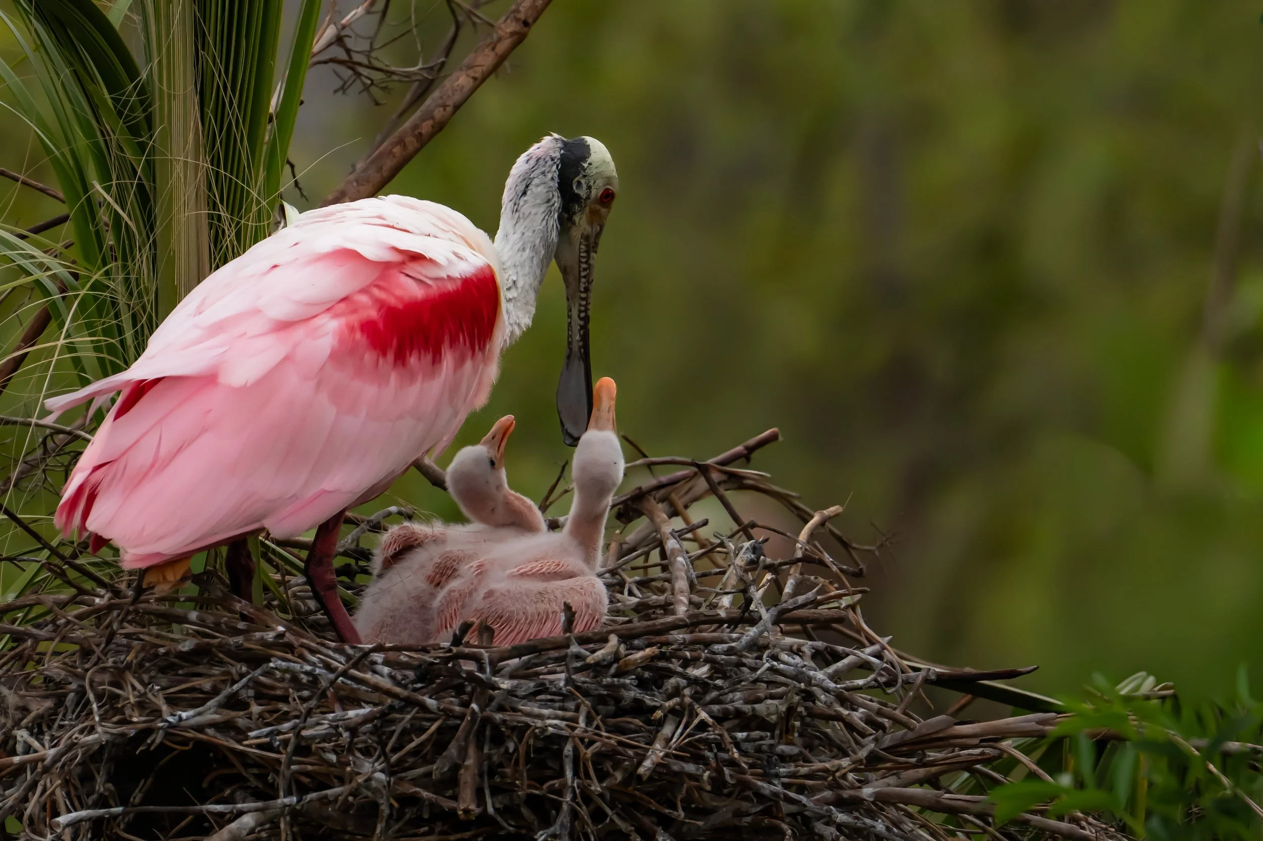 A stork sitting in a nest with two chicklings, surrounded by green foliage.
