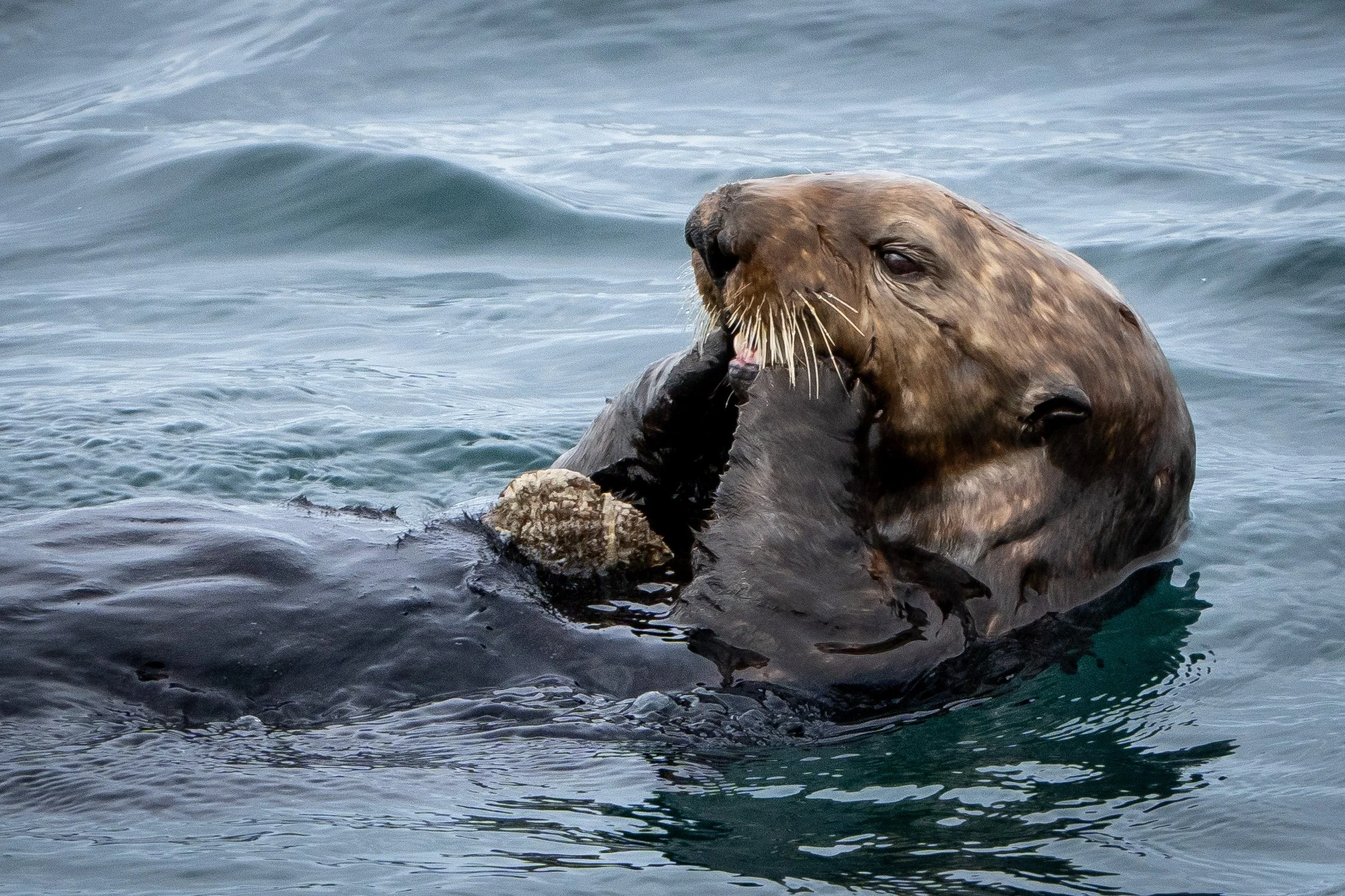 Sea Otter.jpg