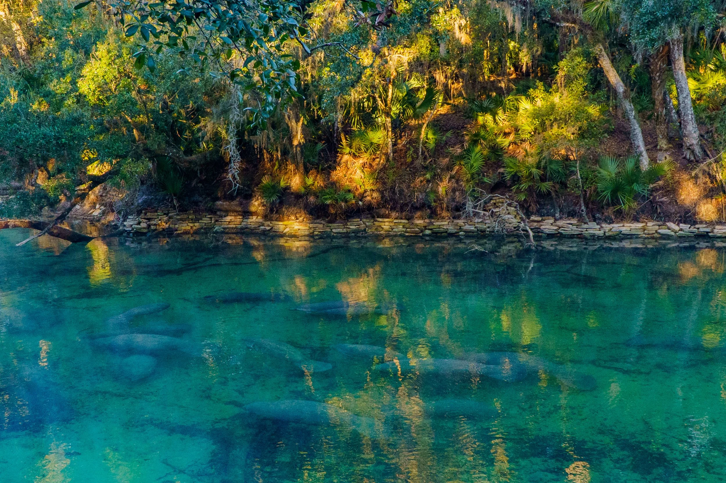Lush, dense trees and greenery along a riverbank, with rocks at the water's edge and sunlight shining through the foliage.