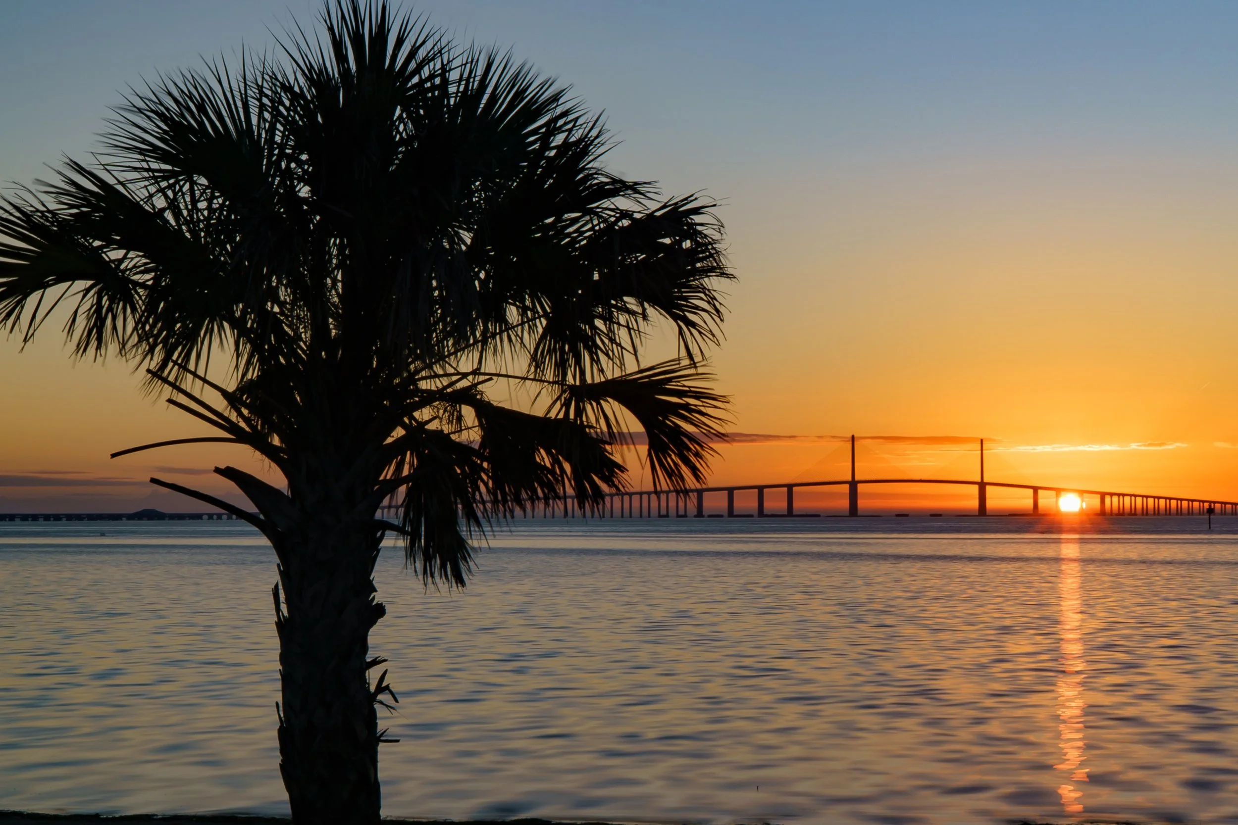 Silhouetted palm tree by water during sunset with bridge in the background.