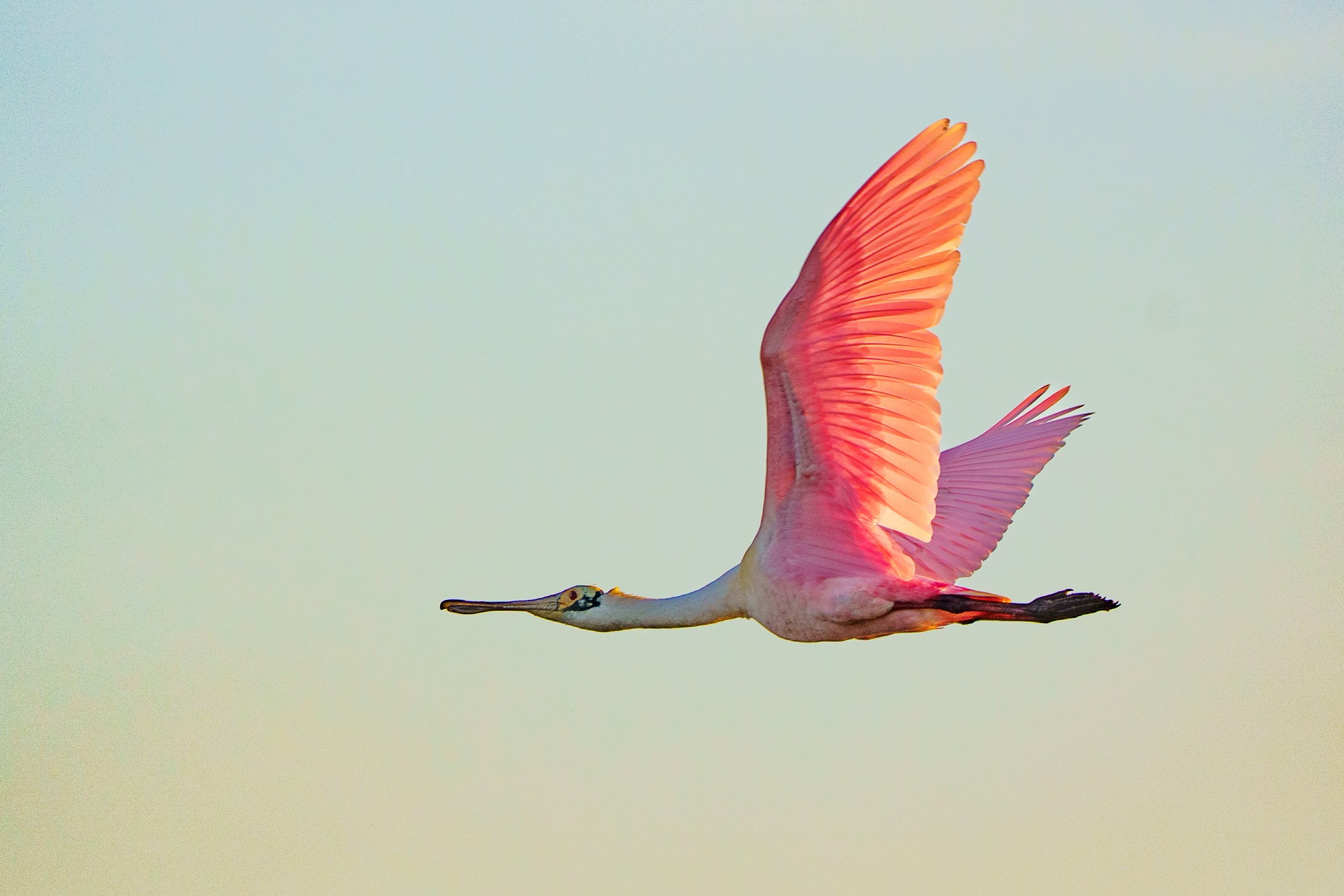 A colorful bird, likely a flamingo, in flight against a pale sky, with wings spread wide showing pink and orange feathers and a long neck extended forward.