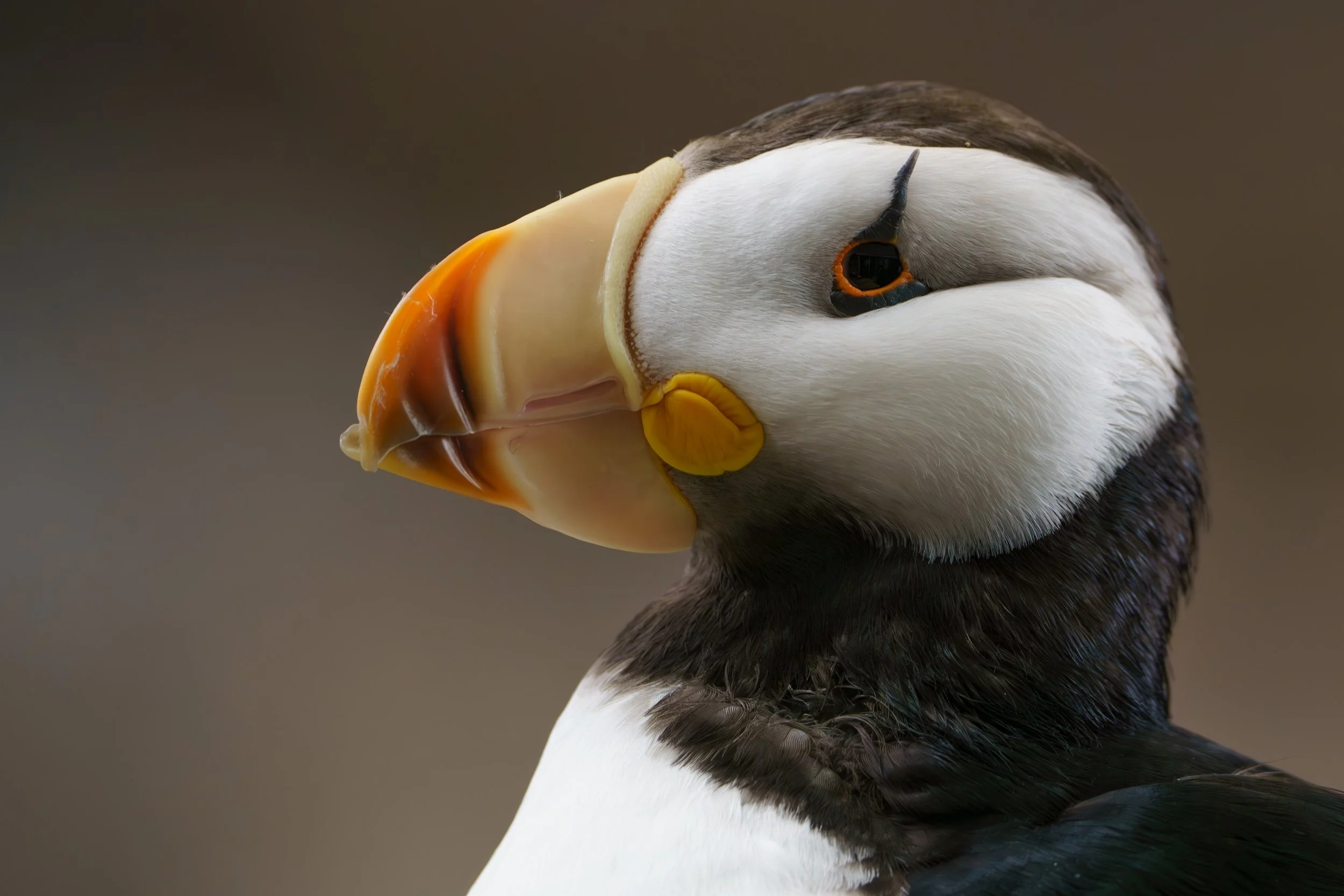 Close-up of a puffin's face, showing its colorful beak and black and white feathers.