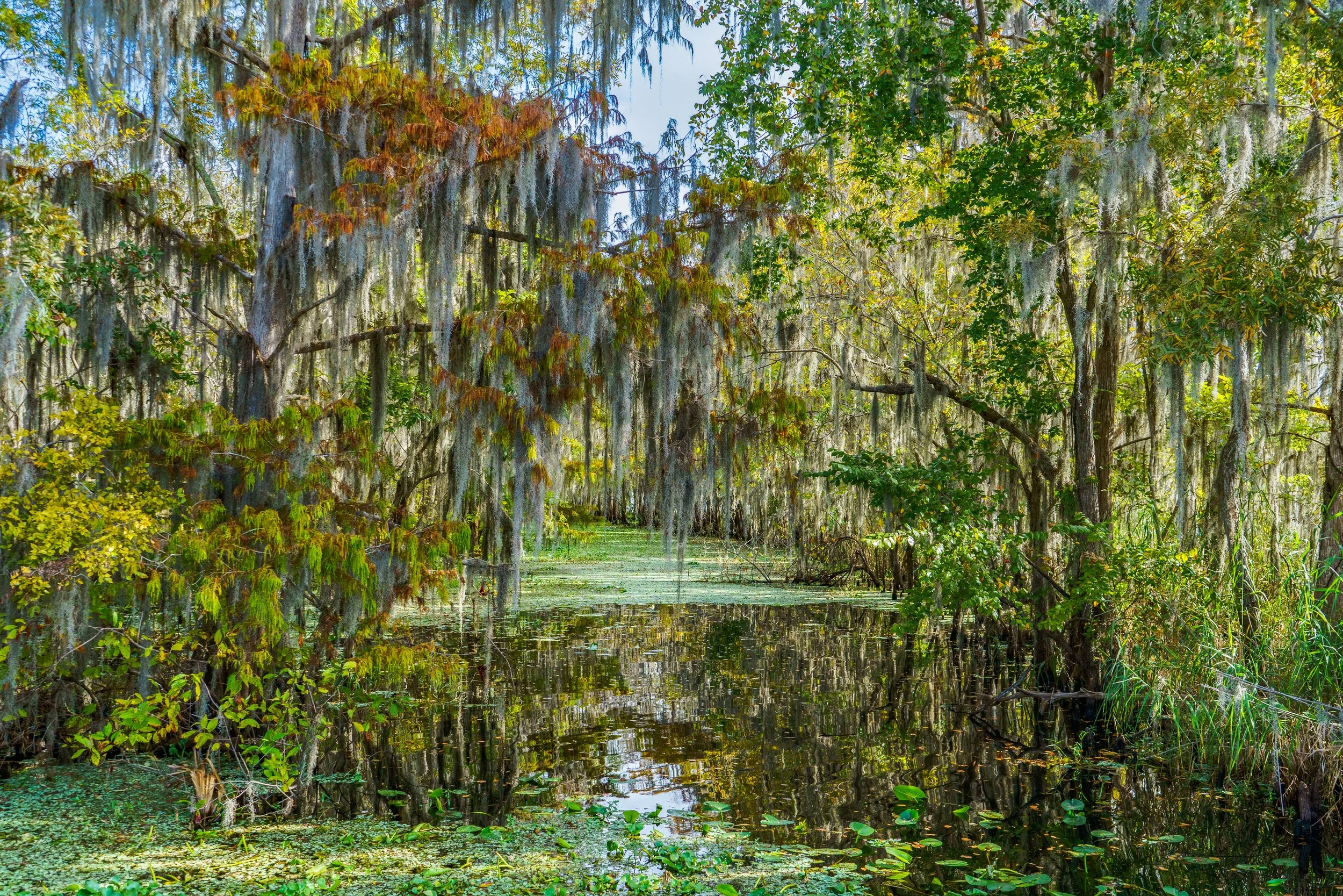 Swamp with tall trees covered in moss and Spanish moss, with water and floating plants at the bottom of the scene.