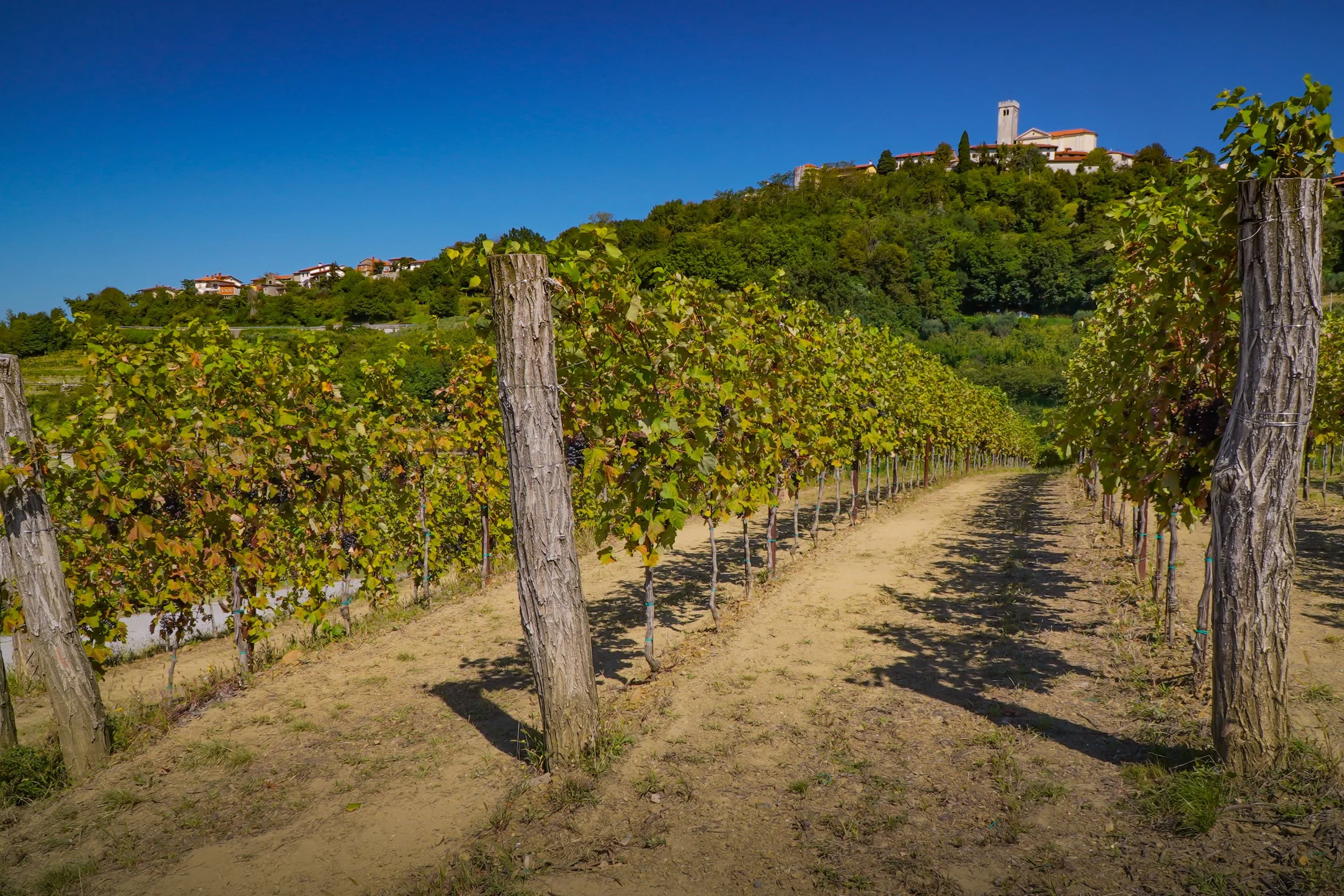 Vineyard with rows of grapevines supported by weathered wooden posts, leading towards a hilltop village with houses and a castle tower under a clear blue sky.