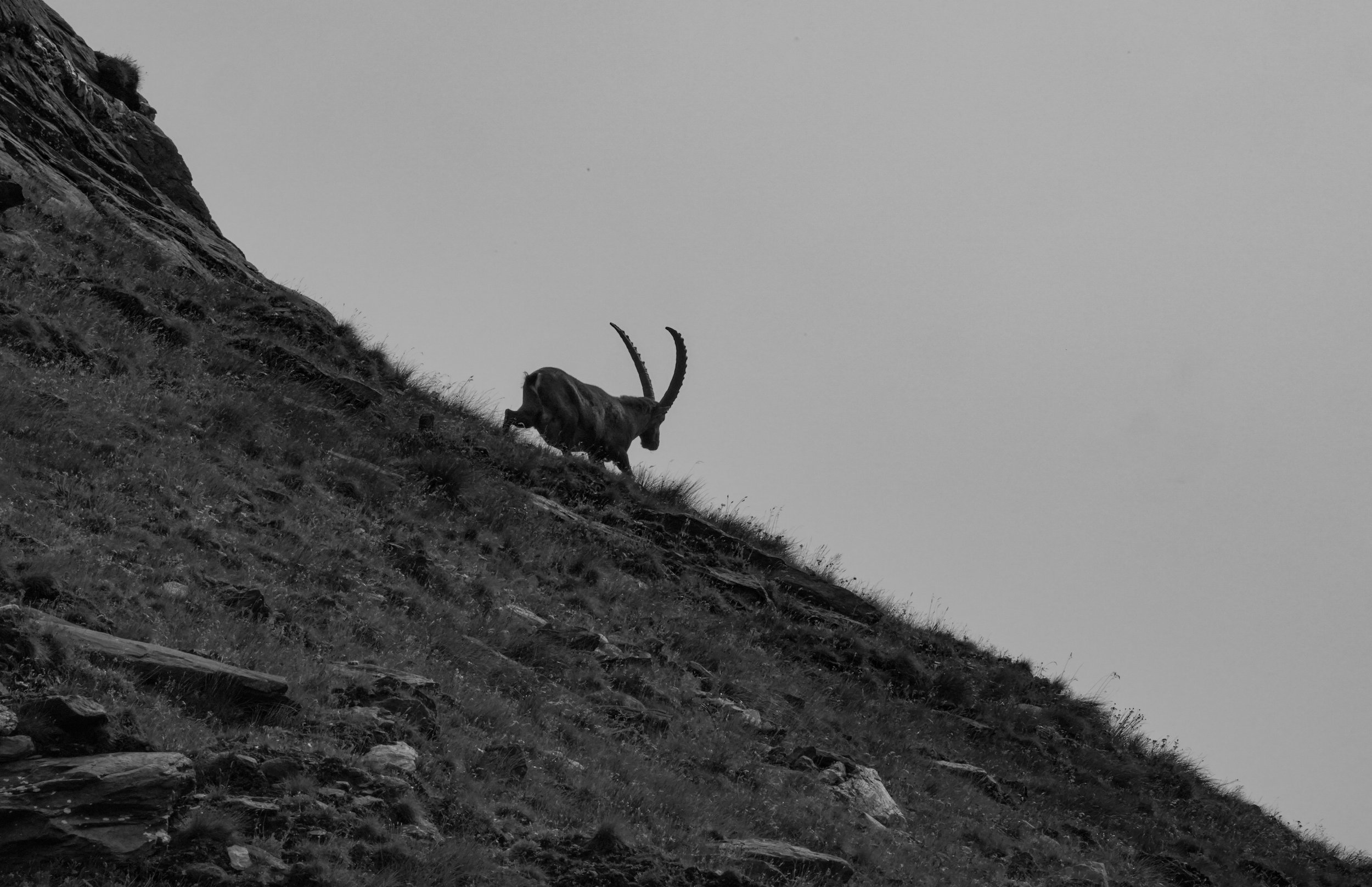 A black and white photograph of a goat climbing a steep, grassy hillside with a rocky edge, under a cloudy sky.