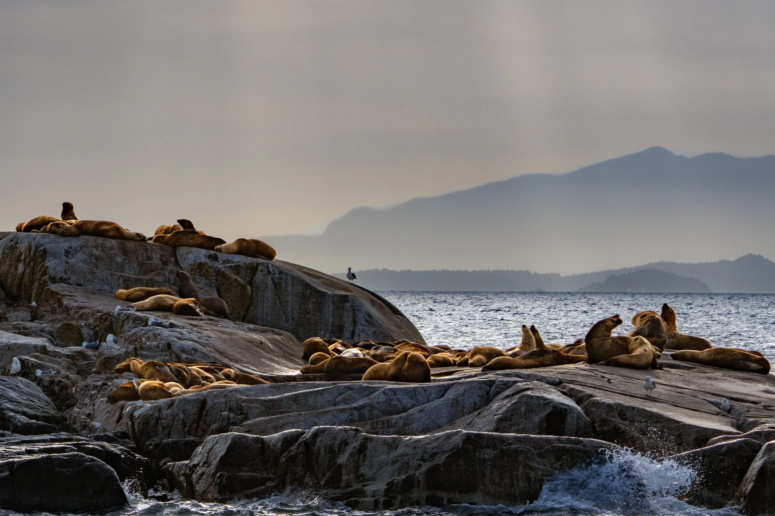 Pinniped Island.jpg