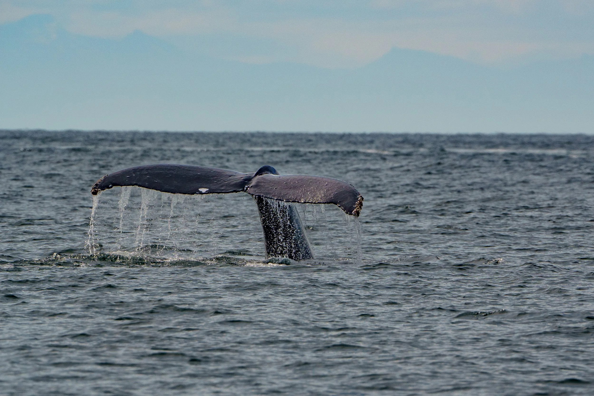 A whale's tail emerges from the ocean water as the whale dives underwater, with a calm sea and overcast sky in the background.