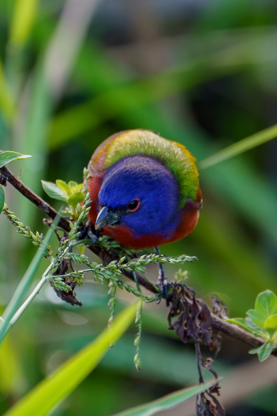 A colorful bird with a bright blue head, red body, and green and yellow back perched on a branch with greenery around it.