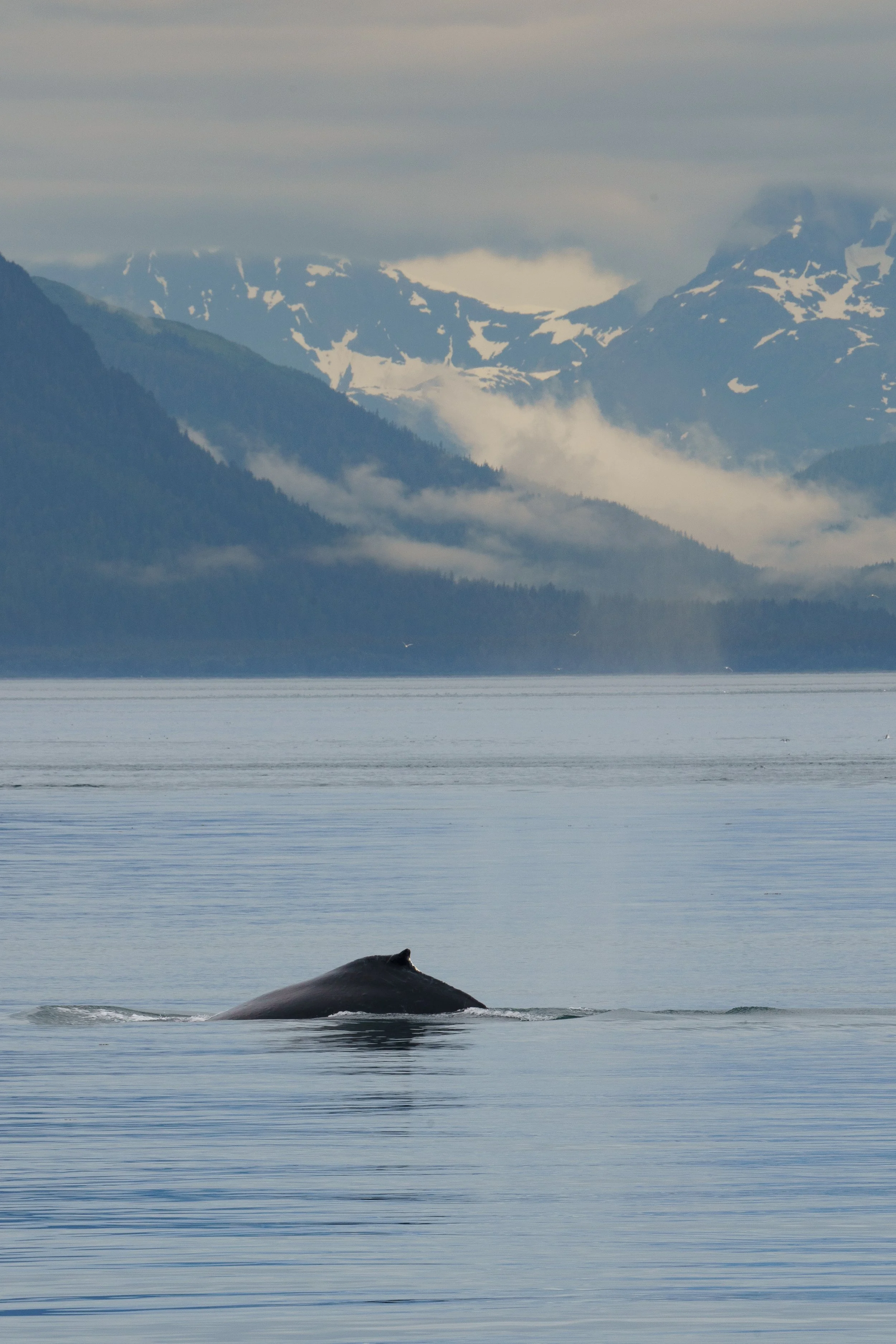 A whale surfacing in icy waters with a backdrop of snow-capped mountains and cloudy sky.