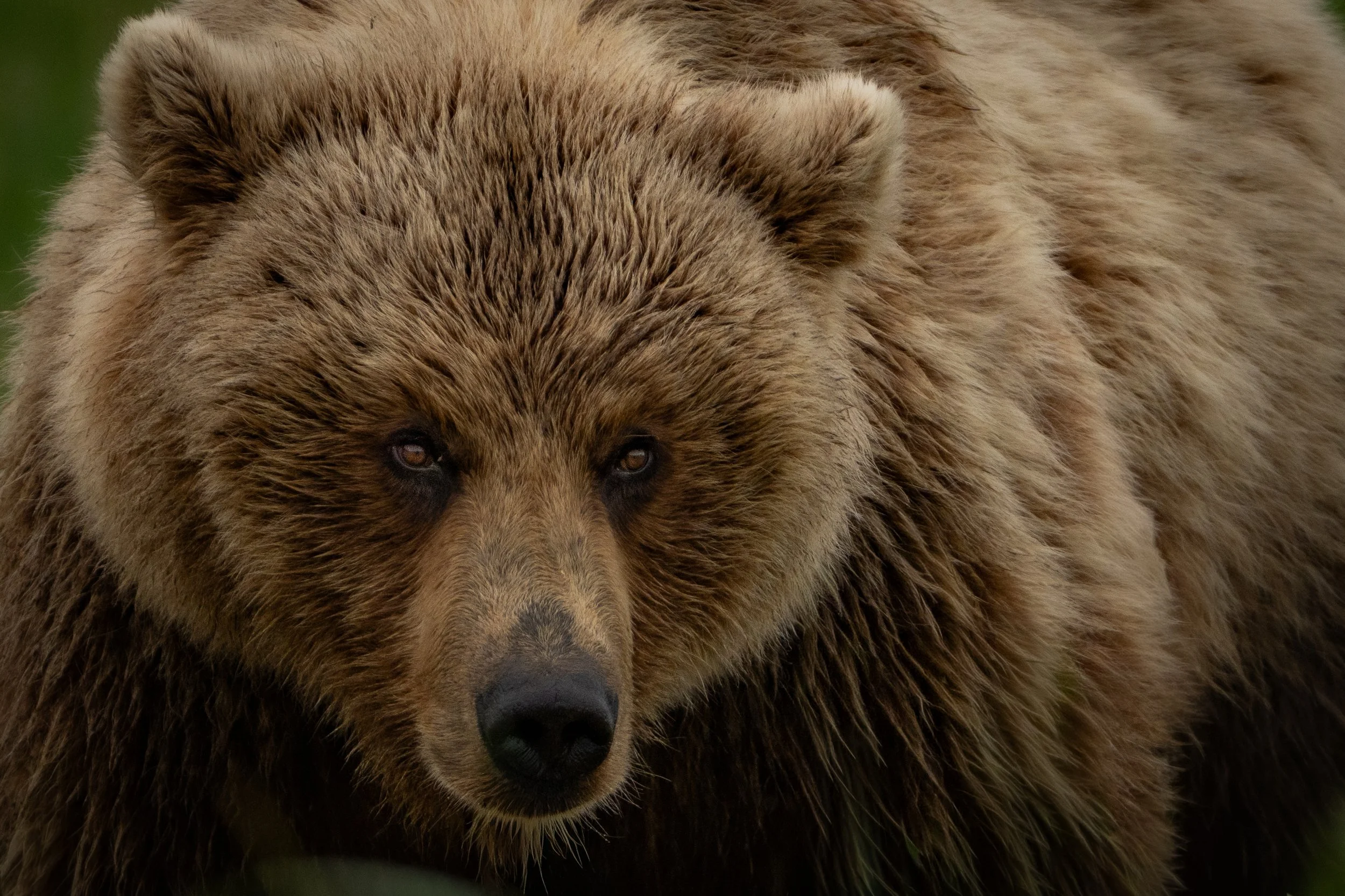 A close-up of a brown bear's face and fur, showing its dark eyes, nose, and thick coat.