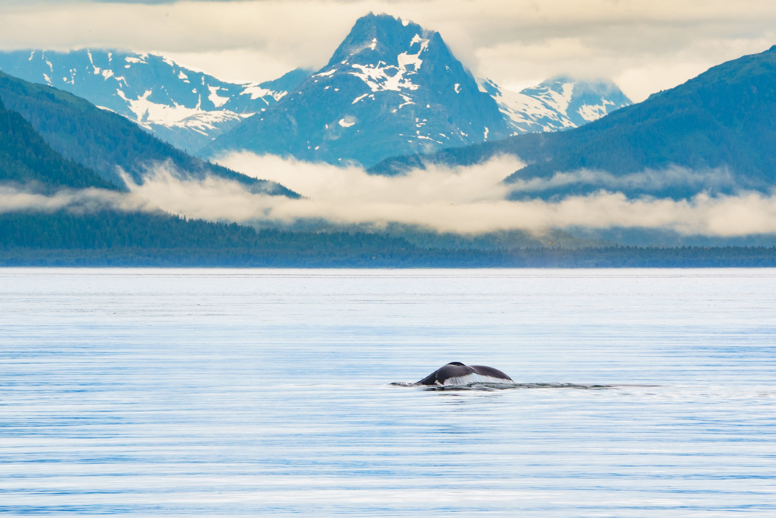 A whale surfacing in icy water with snow-covered mountains and forests in the background.