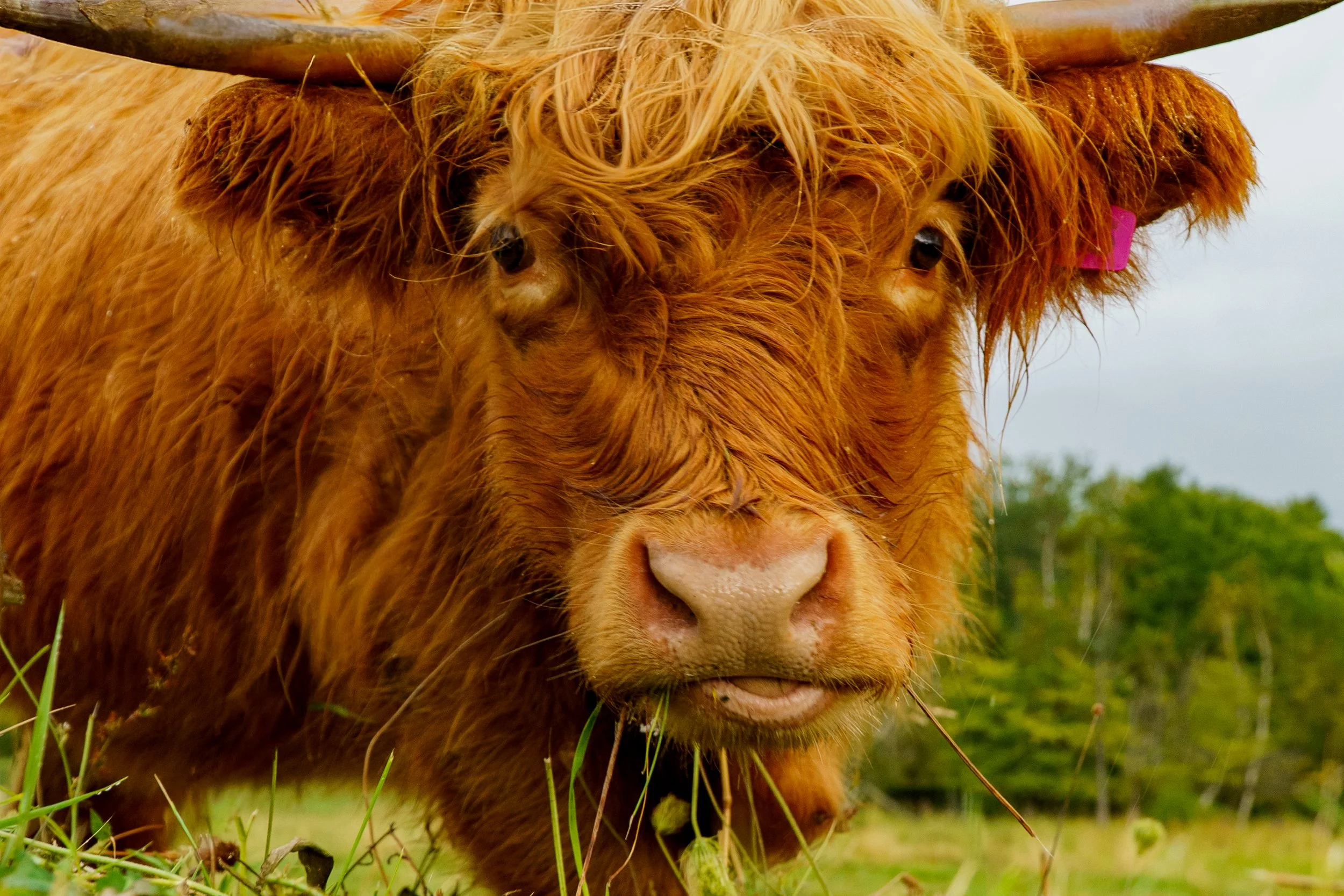 Close-up of a Highland cow with reddish-brown fur and long hair, grazing on green grass outdoors under a cloudy sky.