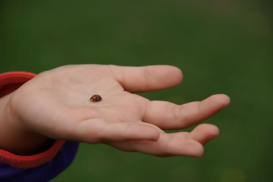 Child's hand holding a ladybug on the palm against a green blurred background.
