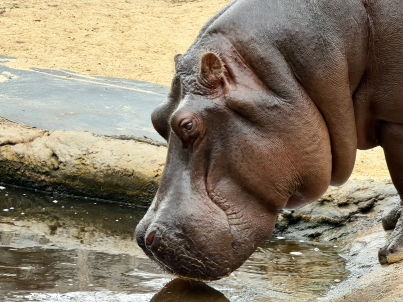 A hippopotamus drinking water from a pond outdoors.