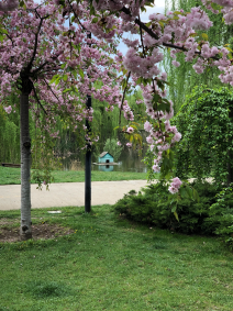 mziuri-park-duck-pond.png