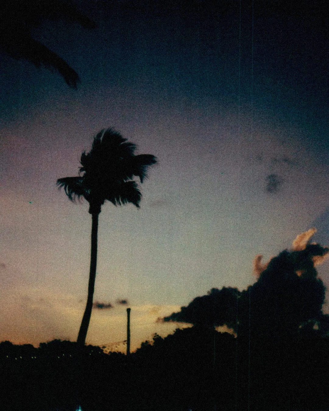 Dark silhouette of palm trees against a sunset sky with clouds.