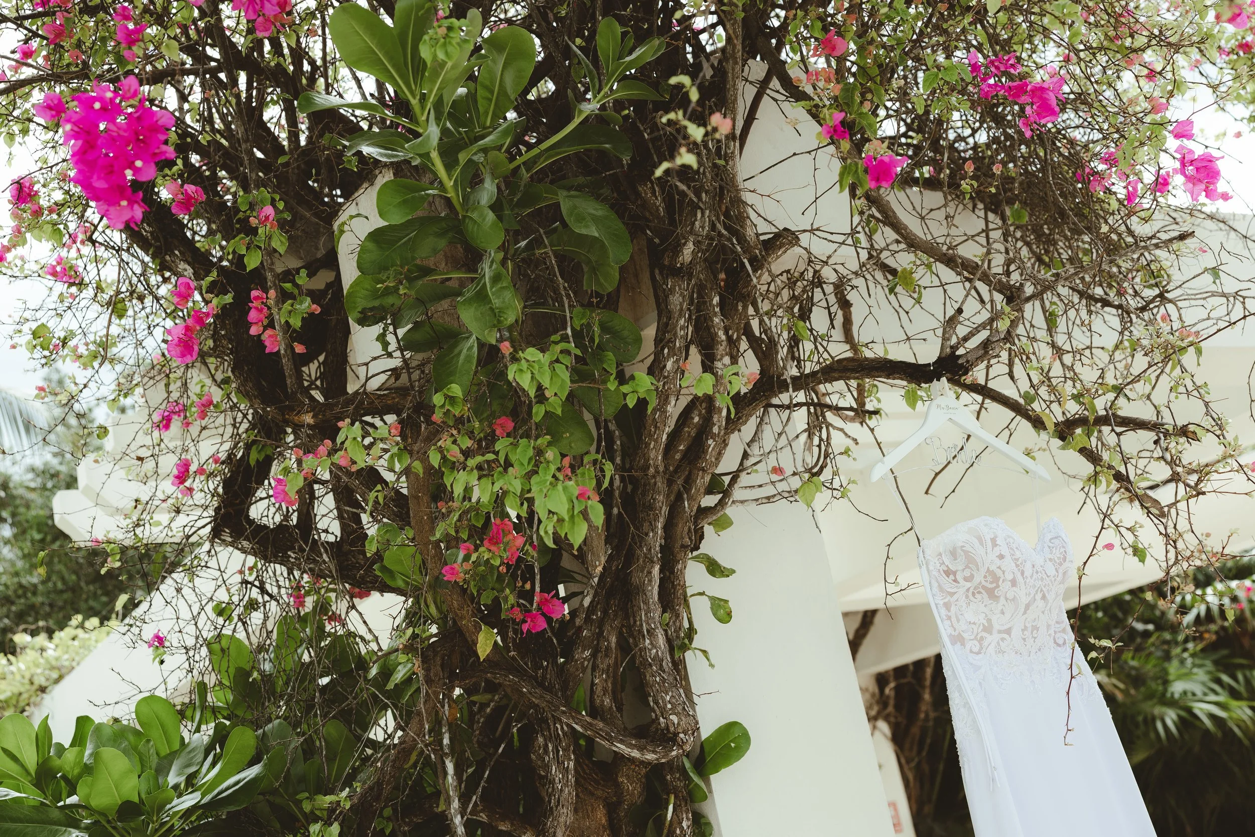 A tree with brown bark and green leaves, with pink flowers blooming on its branches. A white lace dress on a hanger is hanging from the tree.