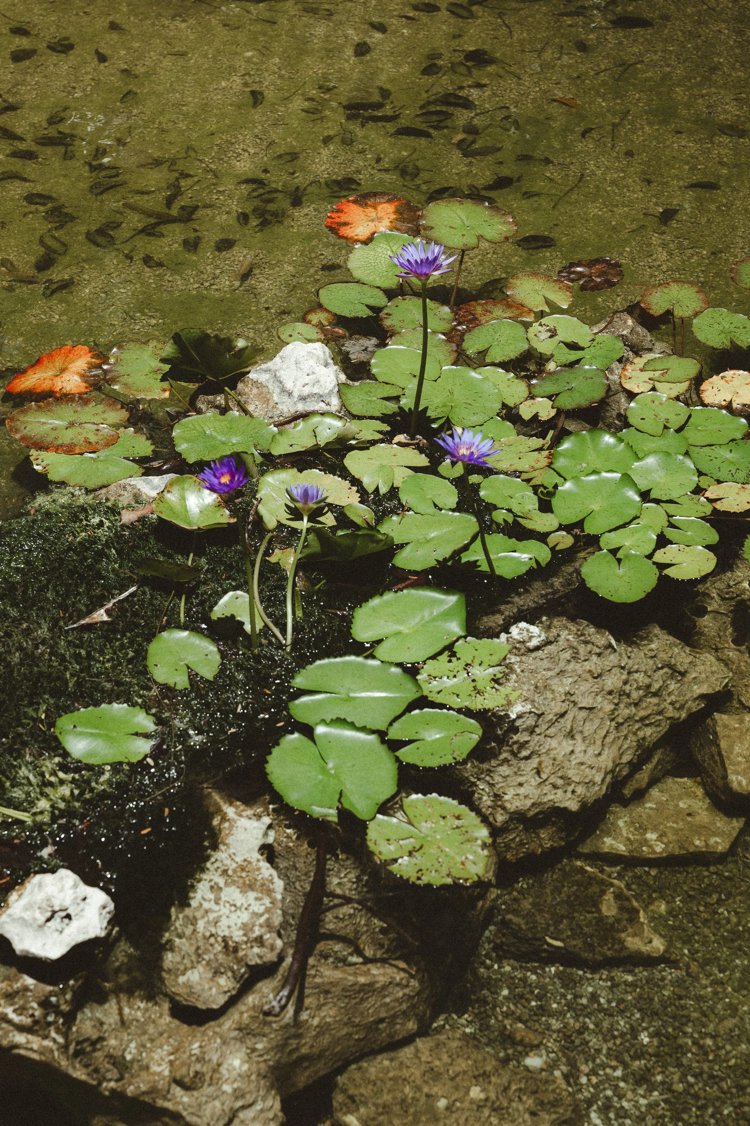 A small pond or water garden with green lily pads, purple water lilies, and some reddish-brown leaves, surrounded by rocks and muddy soil.