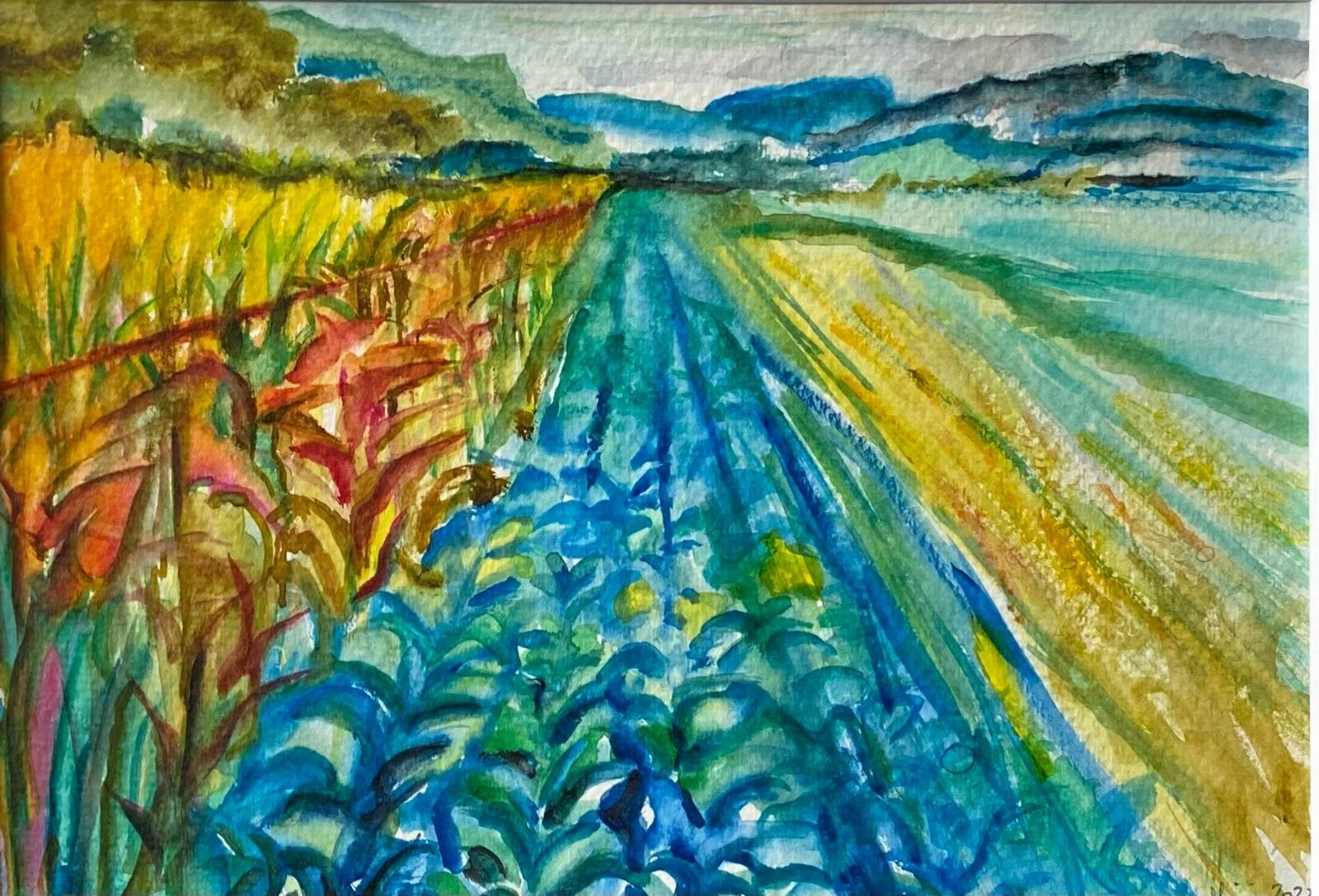 Campo di cavoli