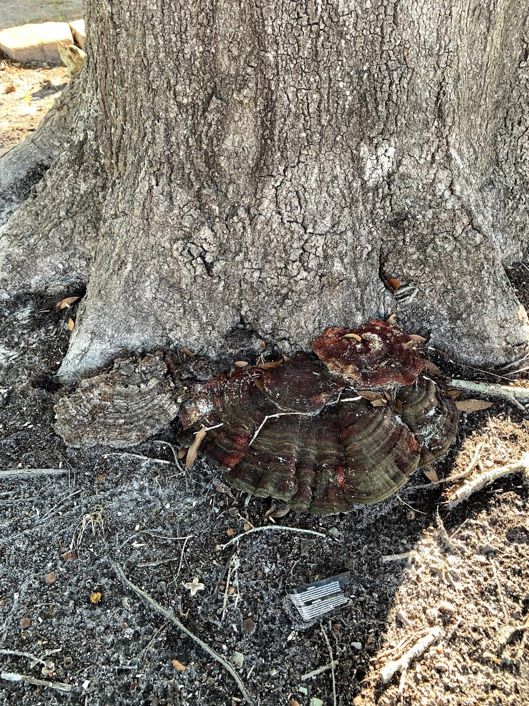 Ganoderma