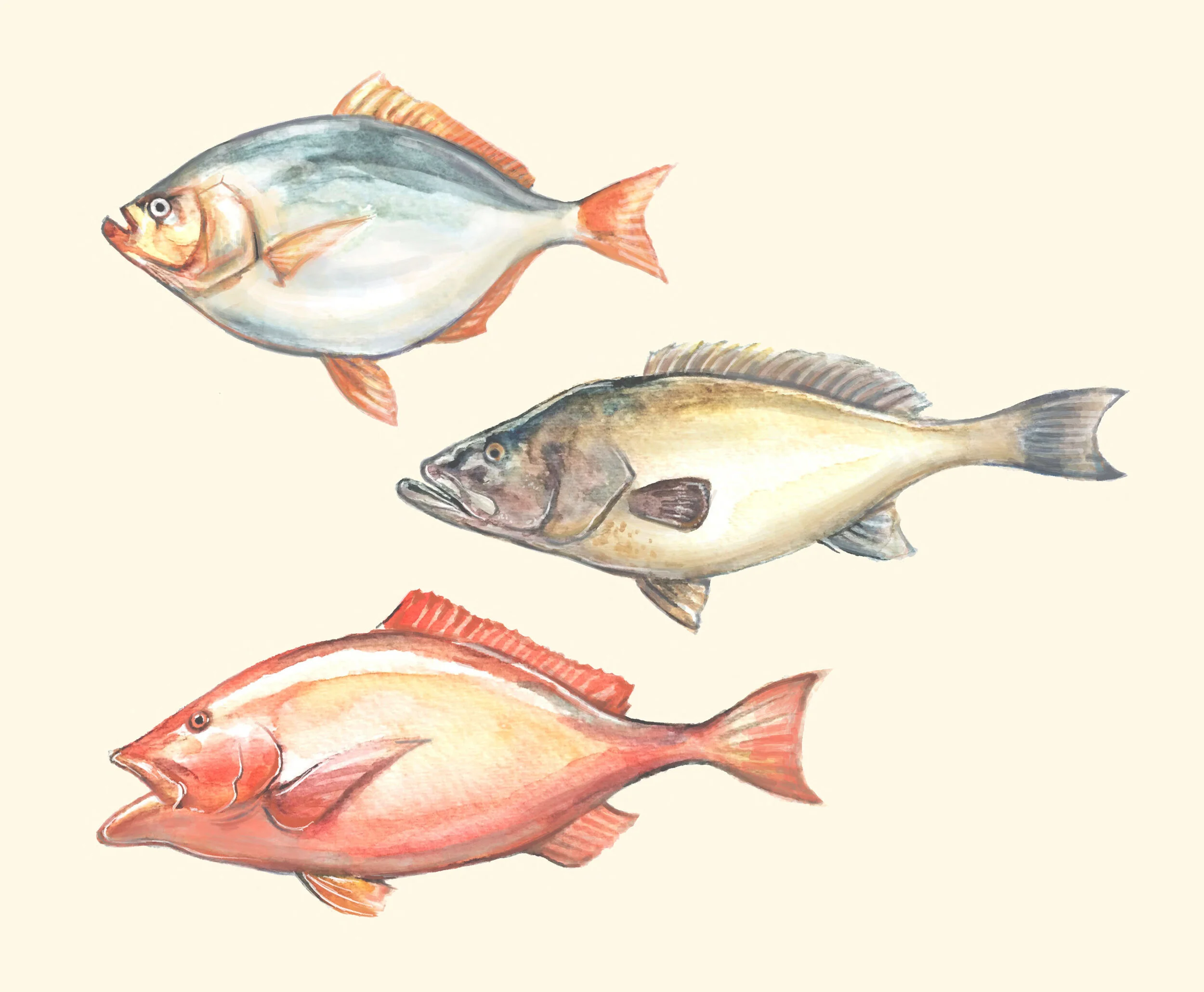 3 fish 1.jpg