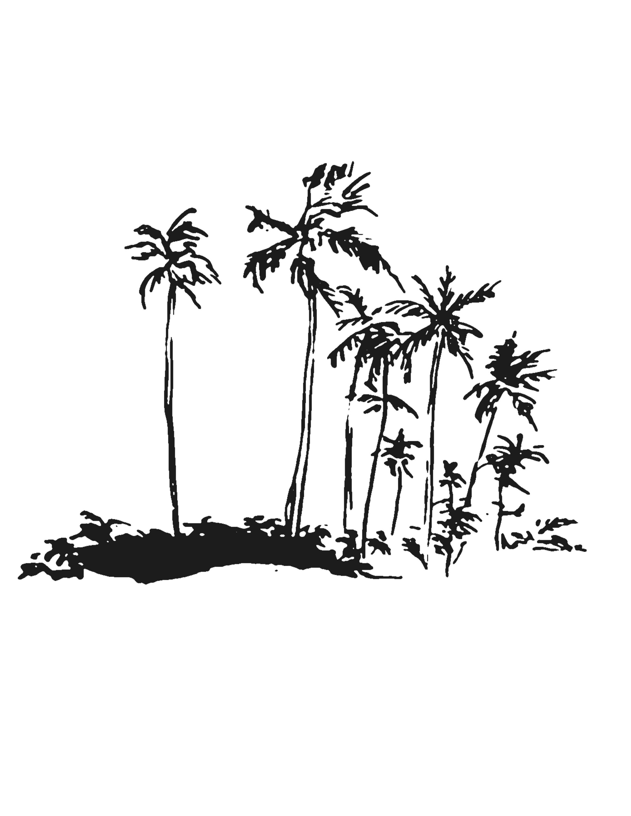 PALM BRUSH.jpg