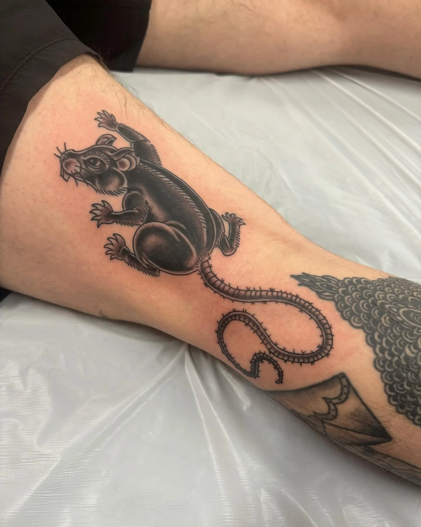 Rat!

#leenus_tattooer #hearttattoo605 #tattoo  #tattoosthatlookliketattoos #streetshopforever
#hearttattoosf #hifromSD #sodak #siouxfallsartists #siouxfalls #siouxfallstattoo #southdakota #aliveinthe605