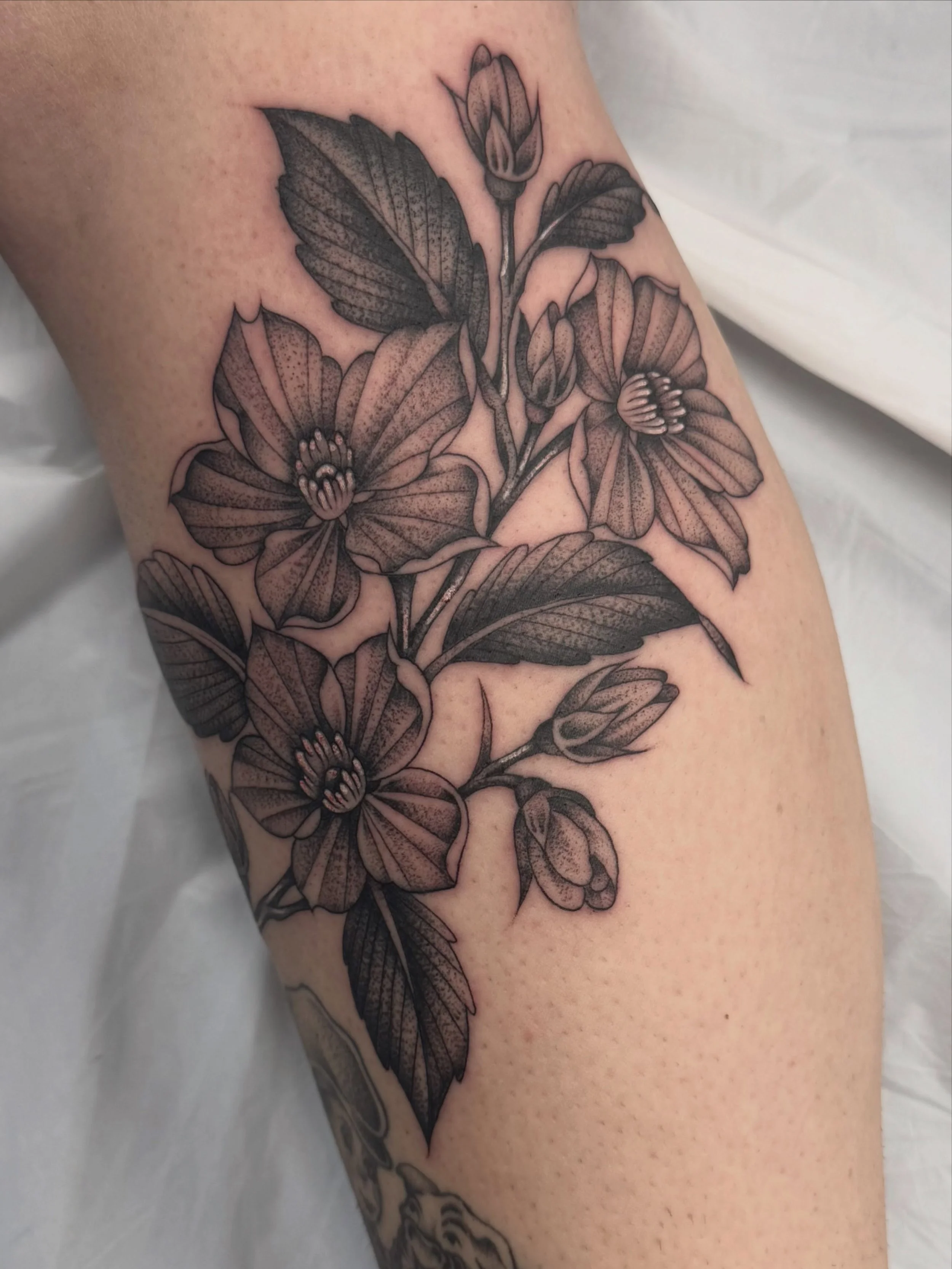 Some favorites recently

@hearttattoo605