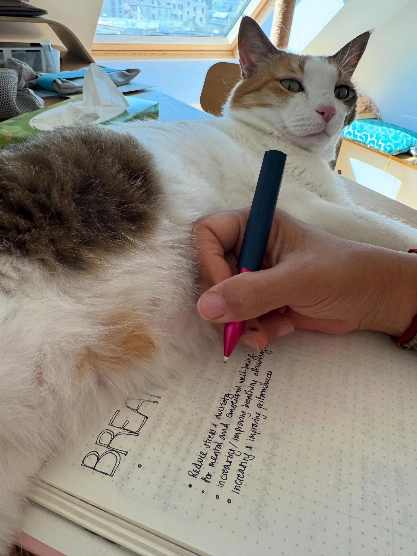 I have been a little distracted, admittedly&hellip; (and the cat doesn&rsquo;t help)! But ideas on more #breathwork sessions keep coming up&hellip;. #watchthisspace!