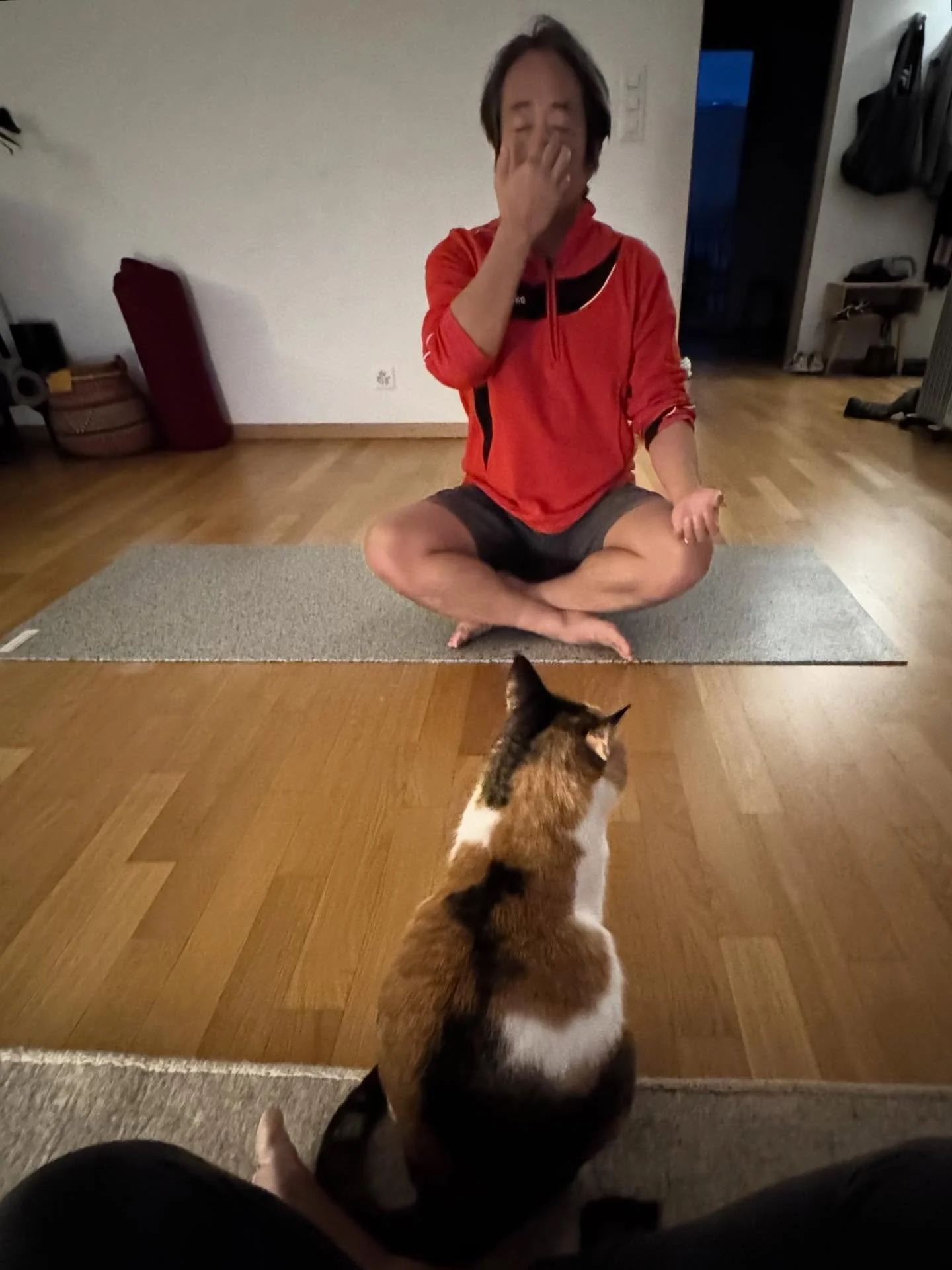 Yes. At times I wonder if my cat thinks she&rsquo;s the one leading the class.. @cin.cinnamonthecat  #breathwork
