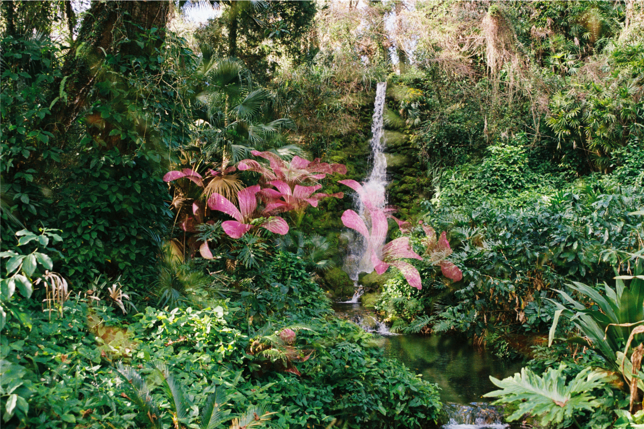 Blooming Falls 