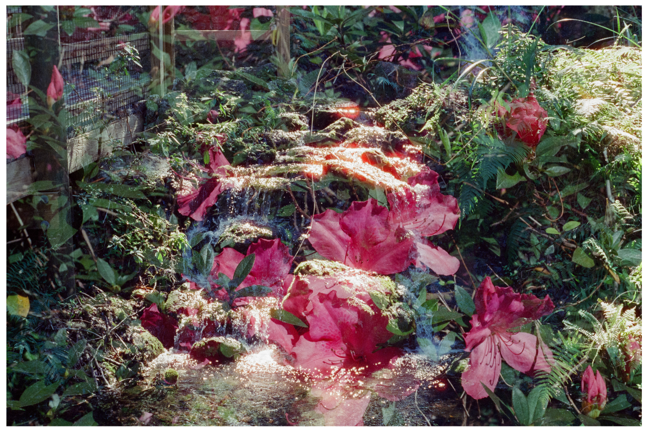 Azalea Dreams 