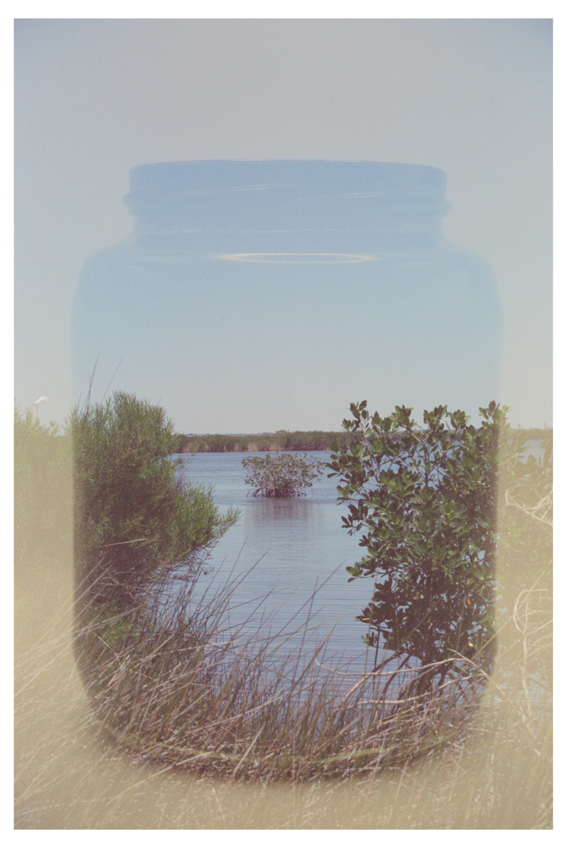Jarred Mangrove 