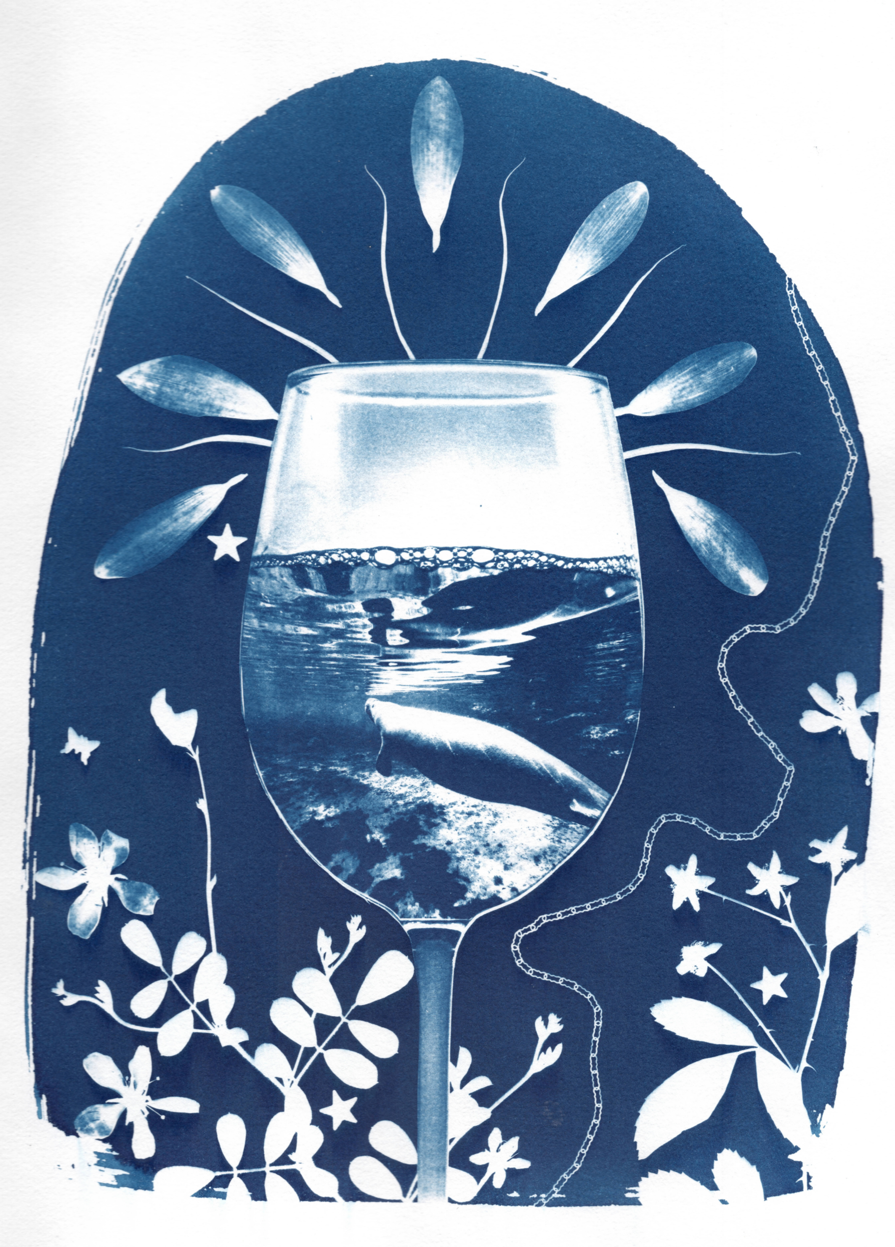 Cyanotypes