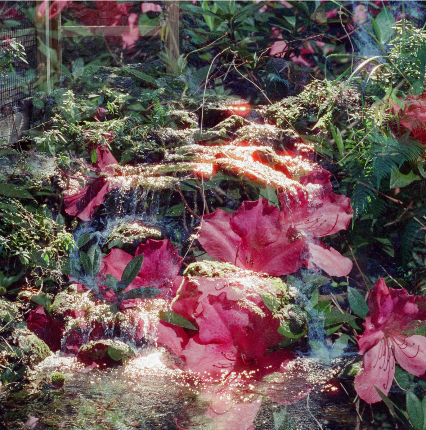 Film Photographs