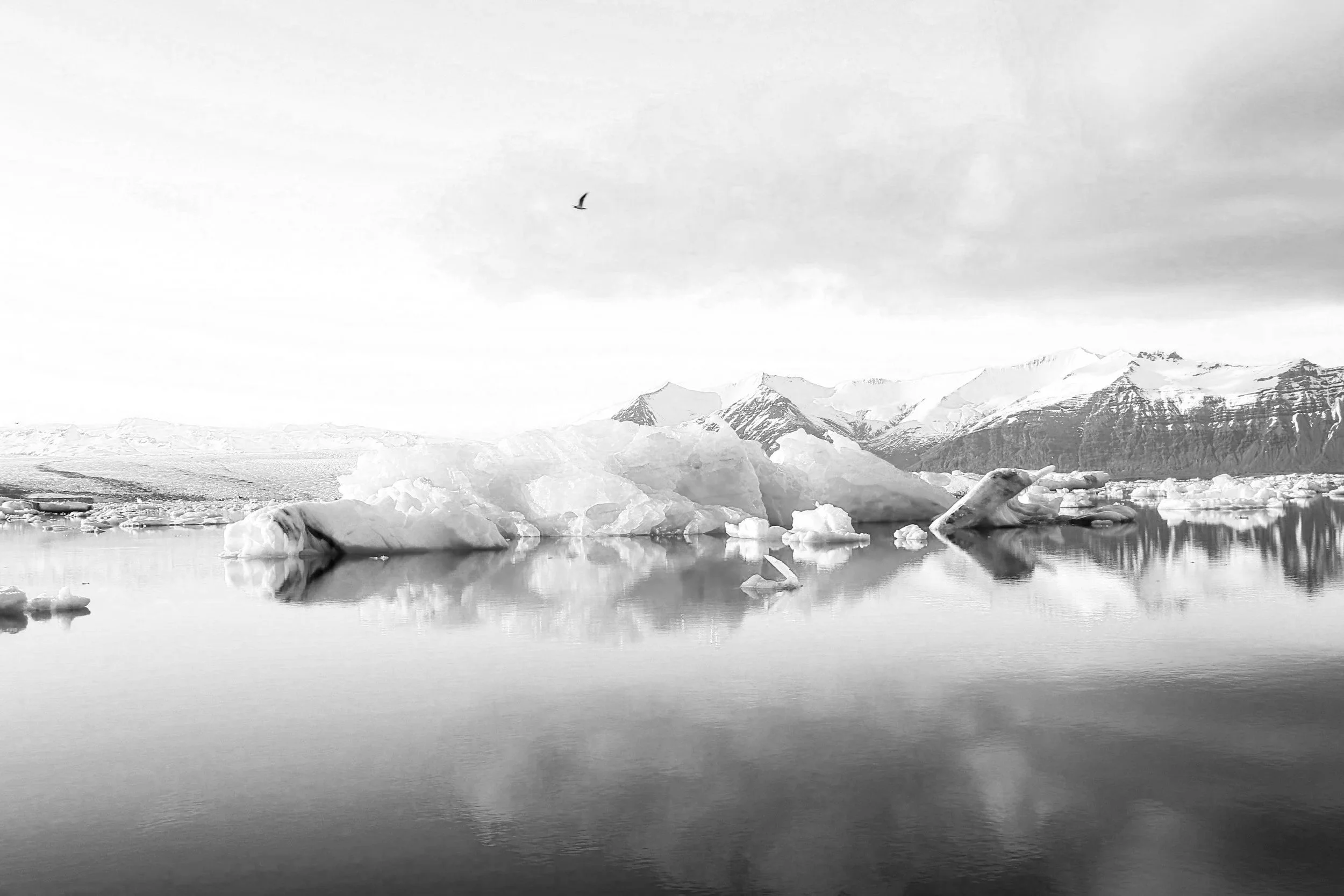 A black and white landscape photograph showing icebergs floating in calm water with snow-capped mountains in the background and a bird flying in the sky.