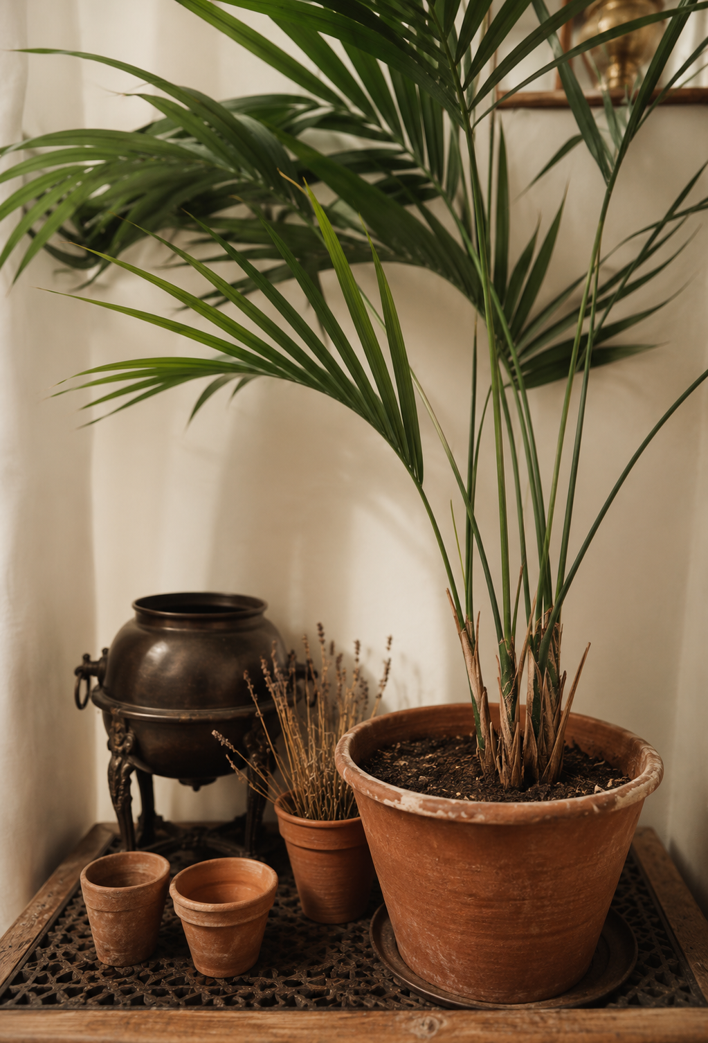 A potted palm plant with long green fronds sits on a wooden table, alongside small terracotta pots, a smaller dried plant, and a black decorative vessel, all set against a cream-colored wall.